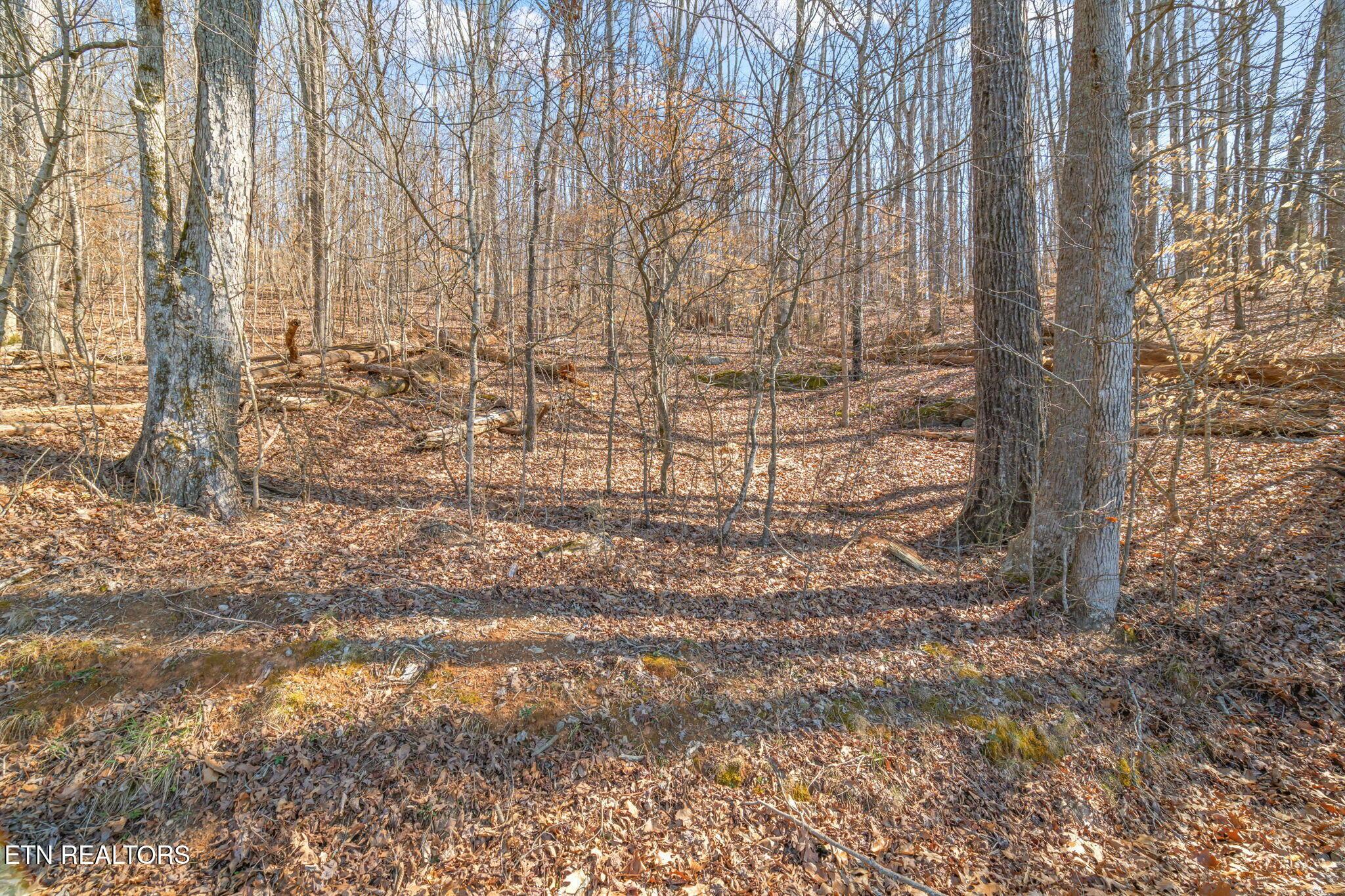 Fort Loudoun and Tellico Lake Real Estate - Image# 13