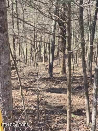 Fort Loudoun and Tellico Lake Real Estate - Image# 19