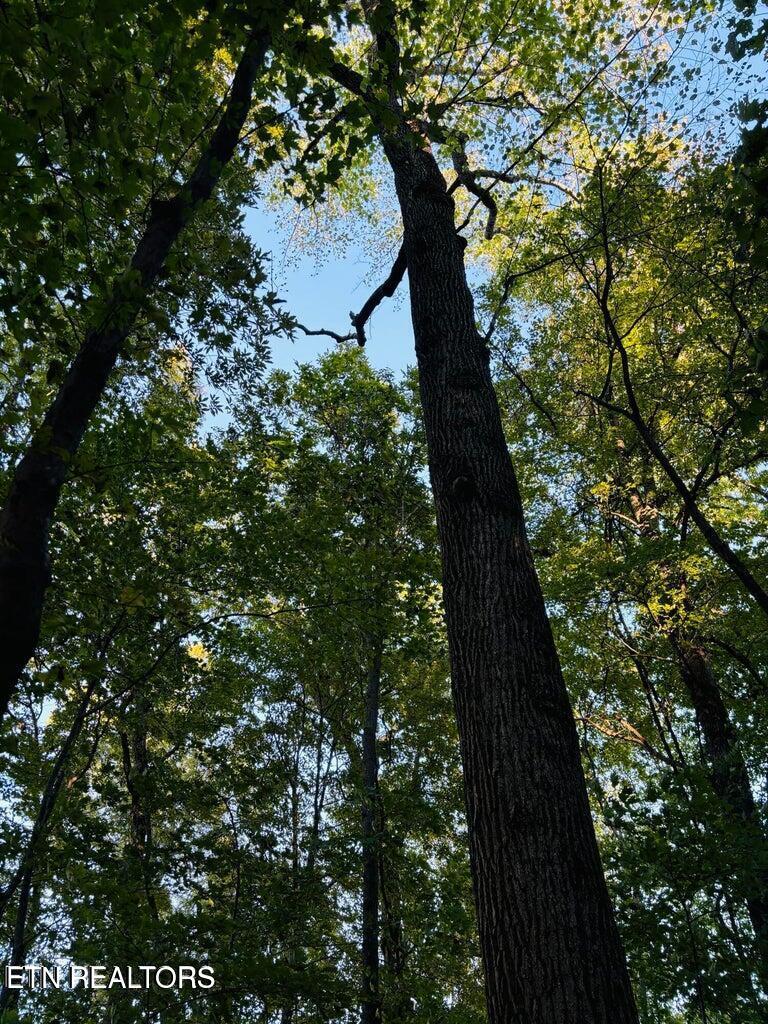 2050 Jones Bend Rd, Louisville, TN - Fort Loudoun and Tellico Lake Real Estate - Image# 24
