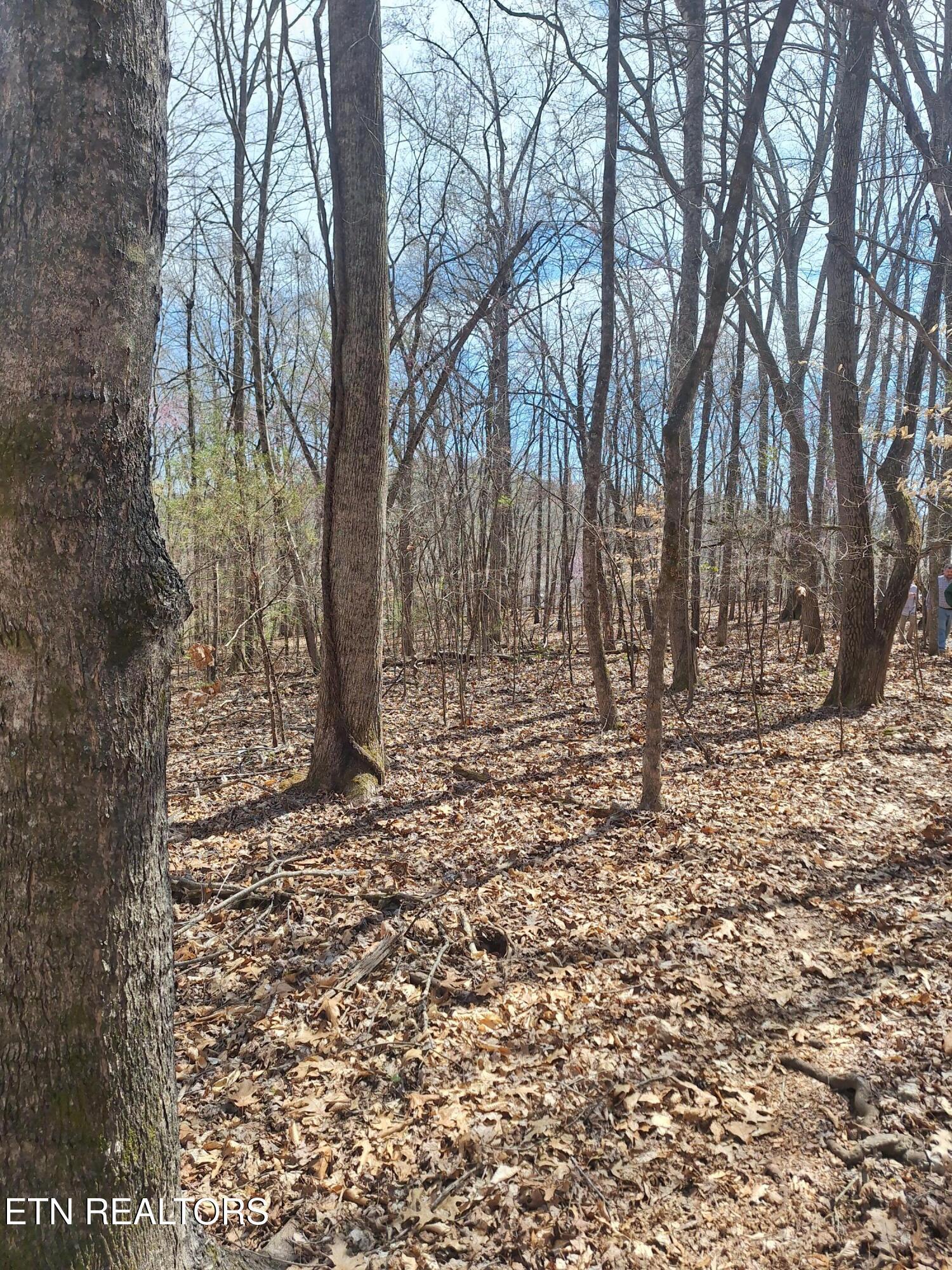 13136 George Lovelace Lane, Knoxville, TN - Fort Loudoun and Tellico Lake Real Estate - Image# 3