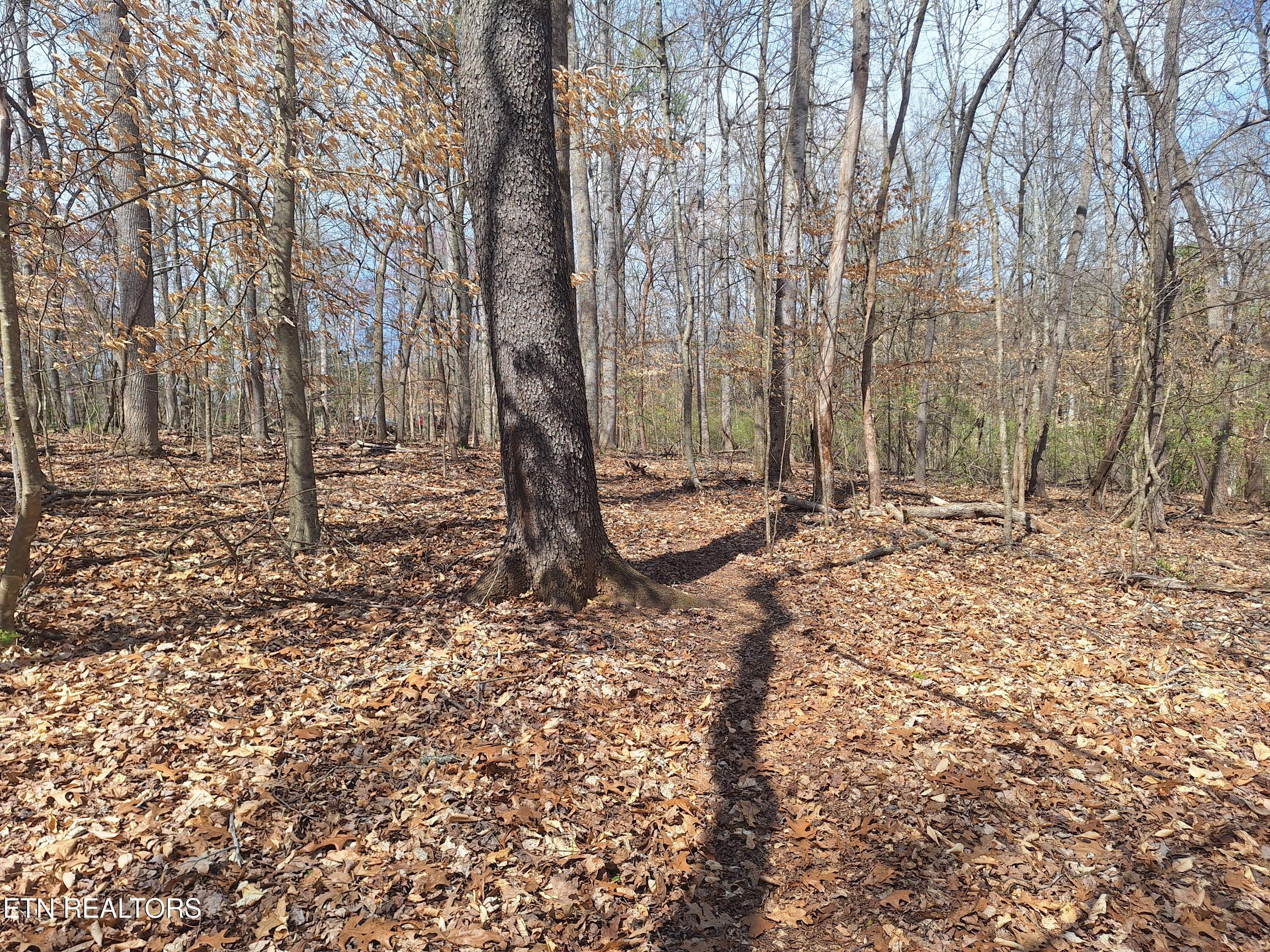 13136 George Lovelace Lane, Knoxville, TN - Fort Loudoun and Tellico Lake Real Estate - Image# 4