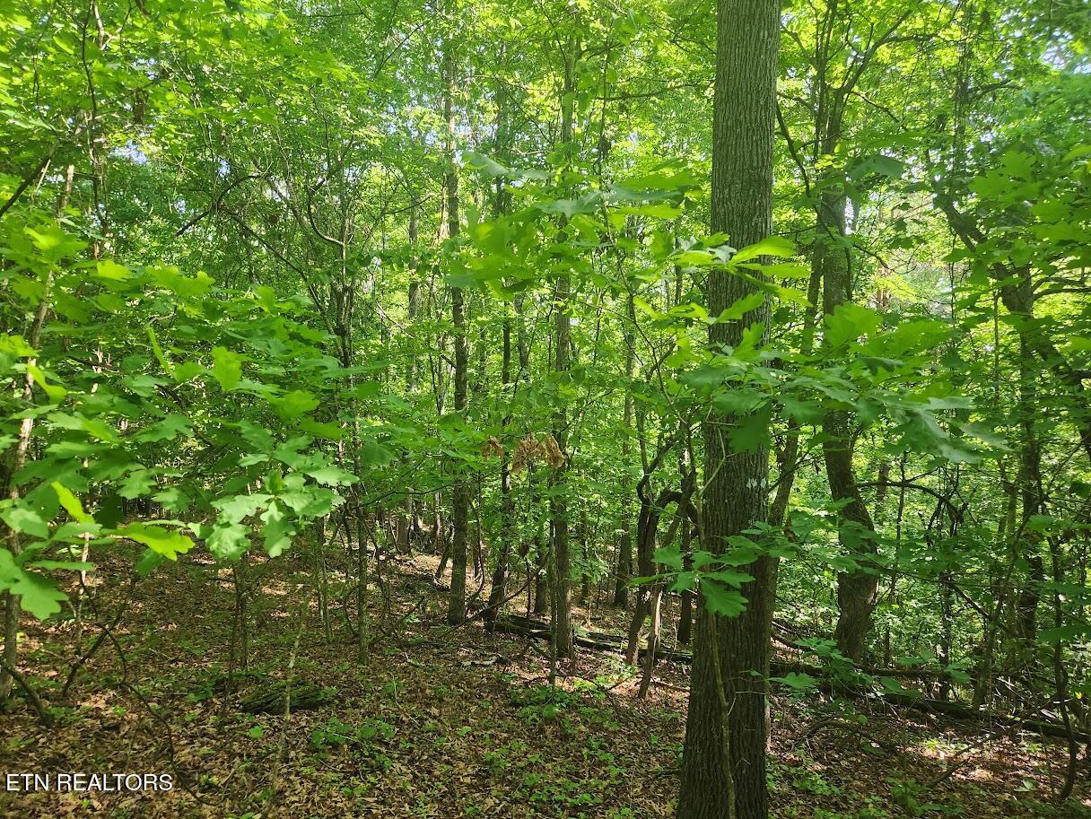 10650 W Antioch Church W Rd, Lenoir City, TN - Fort Loudoun and Tellico Lake Real Estate - Image# 8