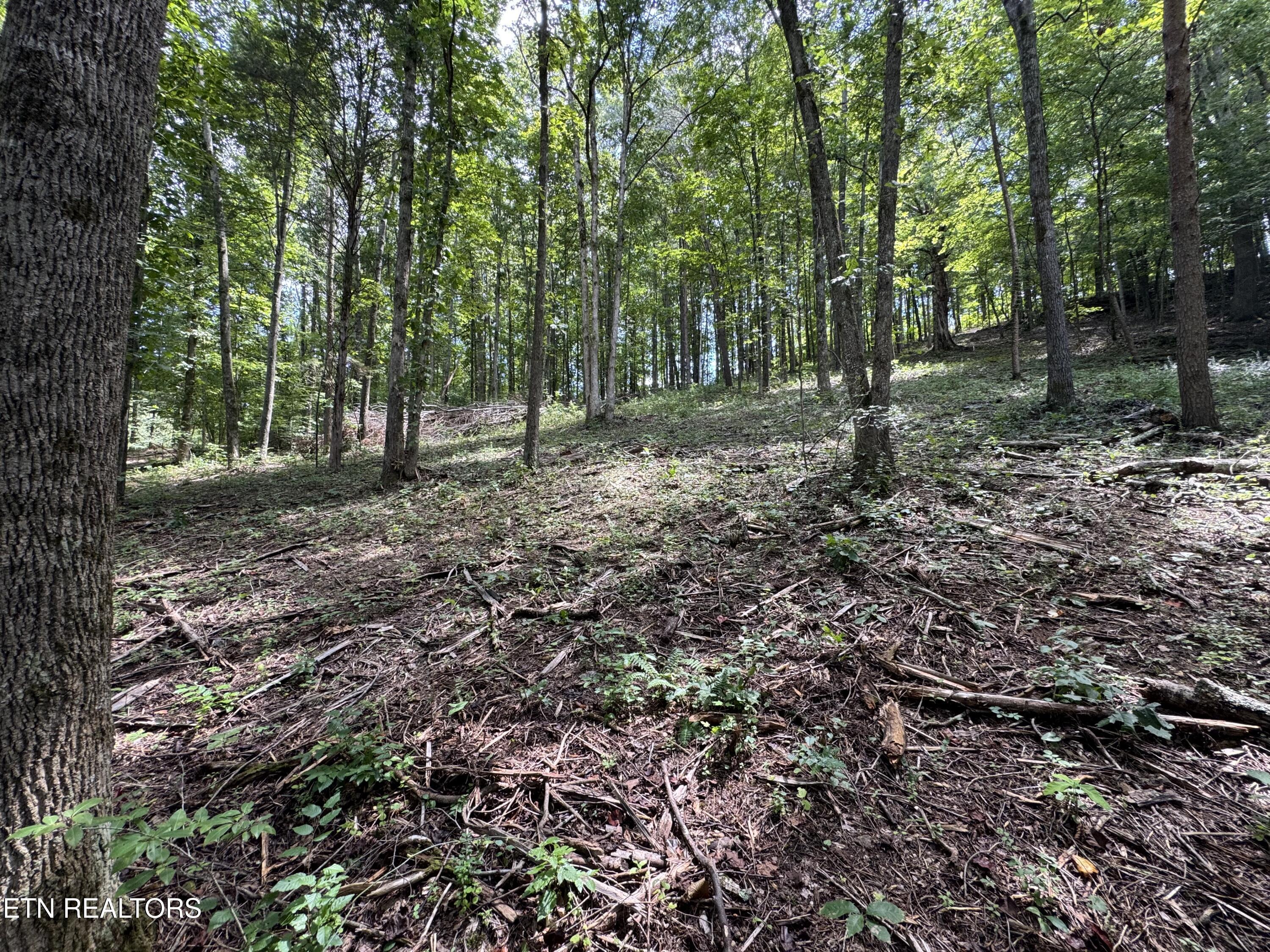 Fort Loudoun and Tellico Lake Real Estate - Image# 45