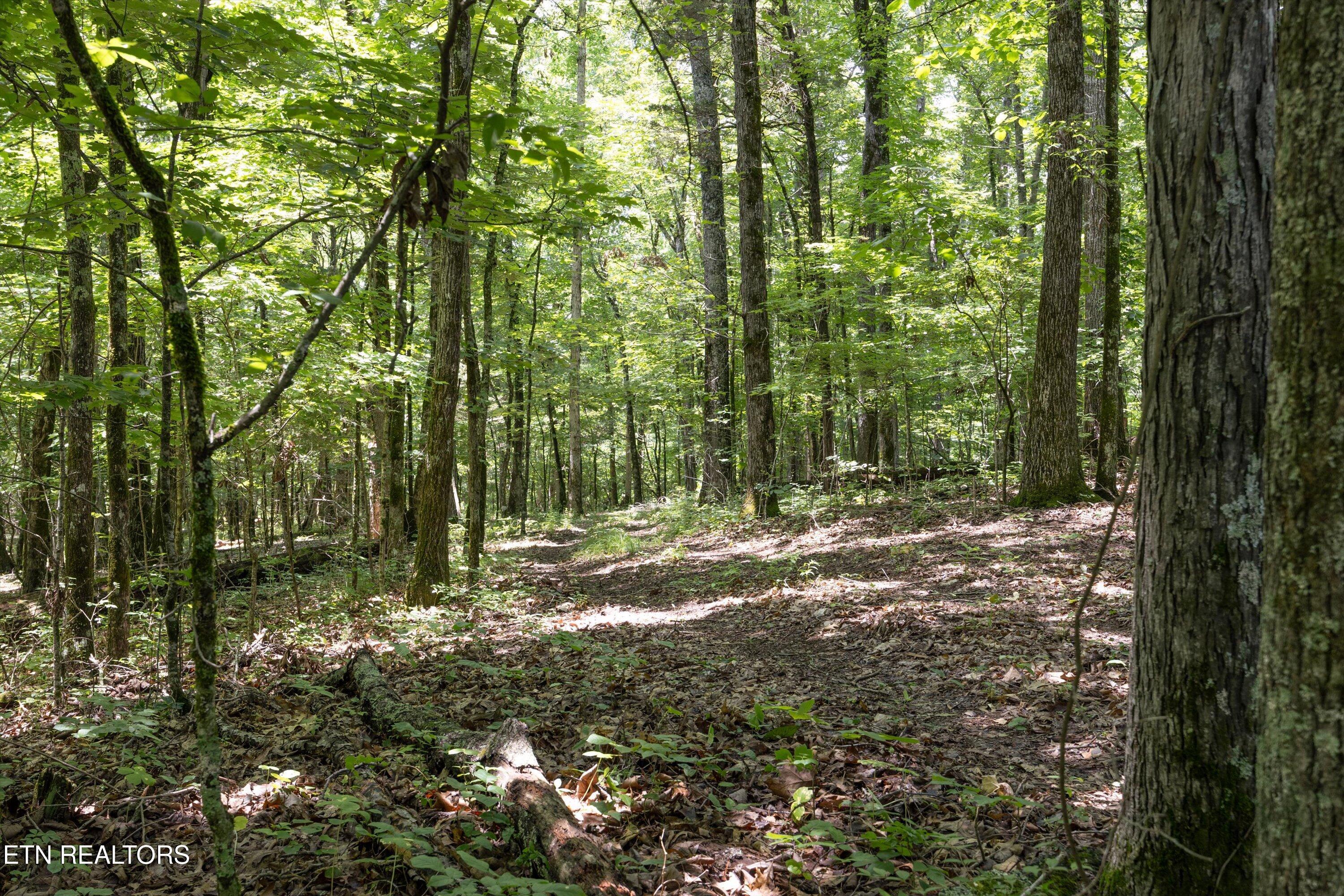 Fort Loudoun and Tellico Lake Real Estate - Image# 19