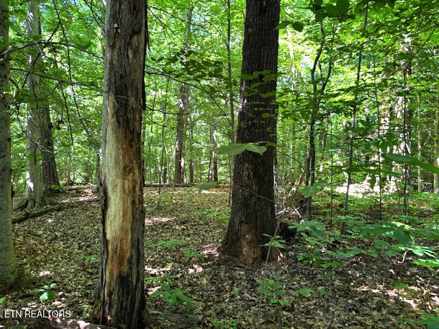 Fort Loudoun and Tellico Lake Real Estate - Image# 4