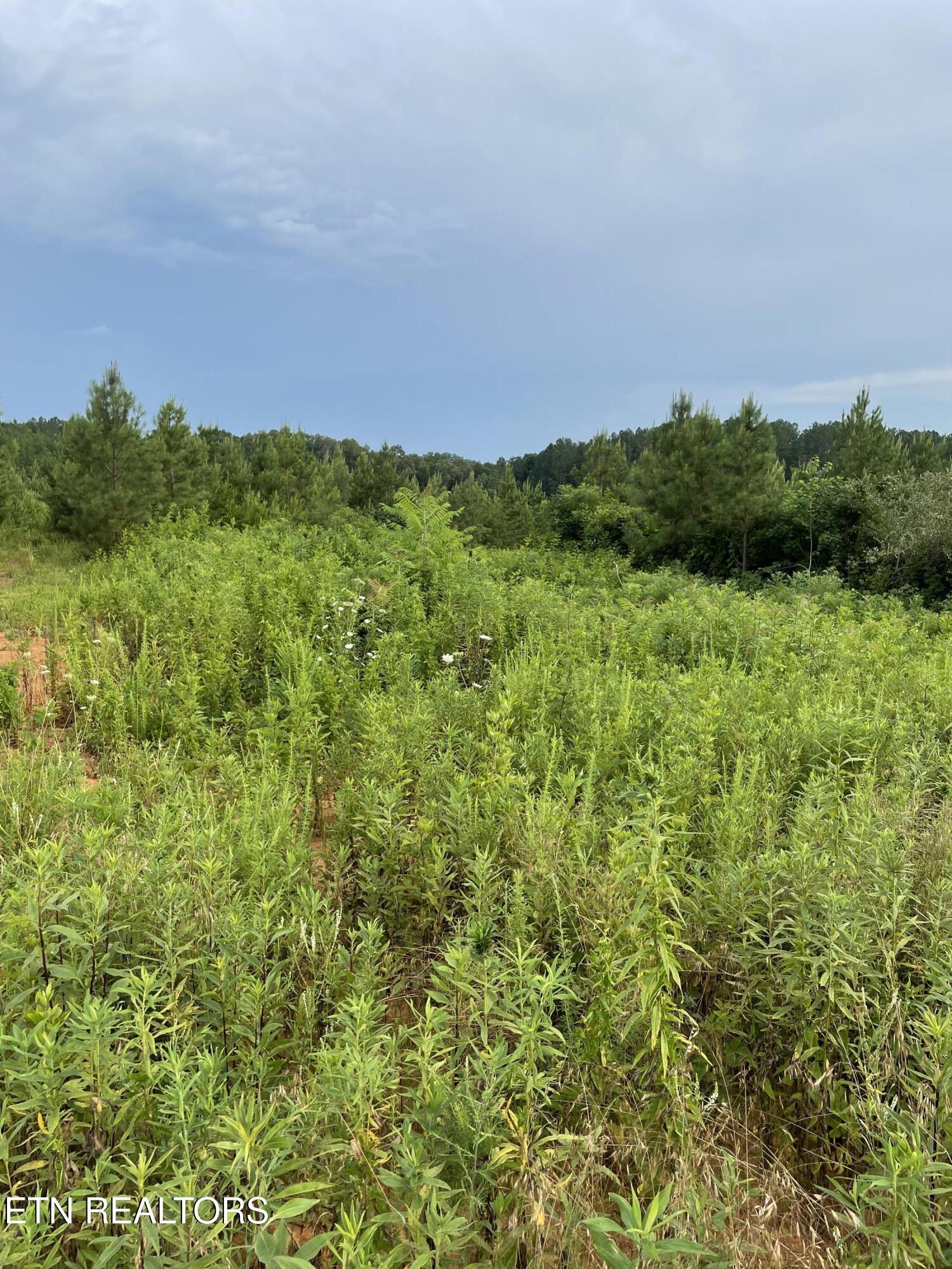 Lot 51 Three Point Rd, Vonore, TN - Fort Loudoun and Tellico Lake Real Estate - Image# 19