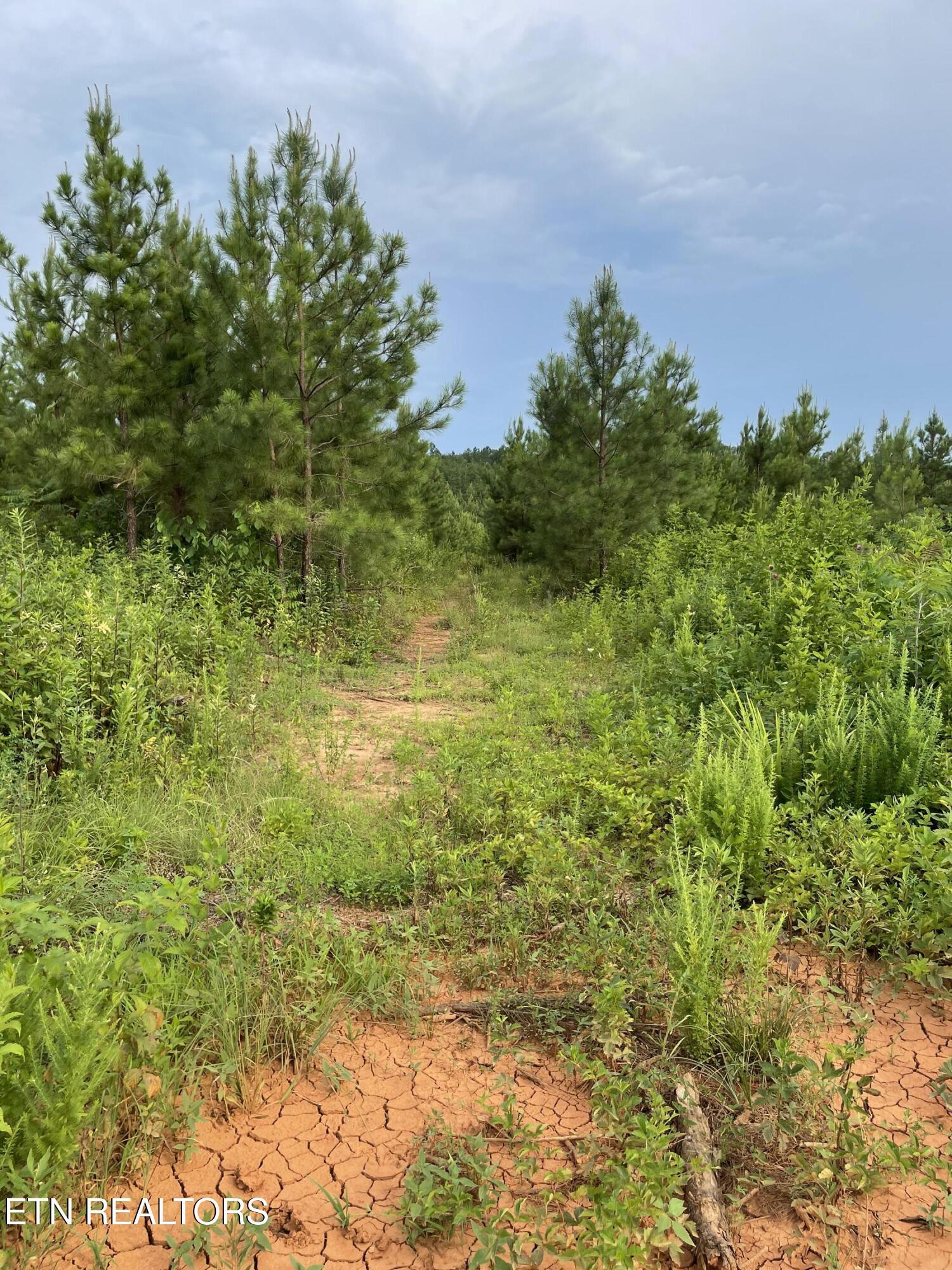 Lot 51 Three Point Rd, Vonore, TN - Fort Loudoun and Tellico Lake Real Estate - Image# 17