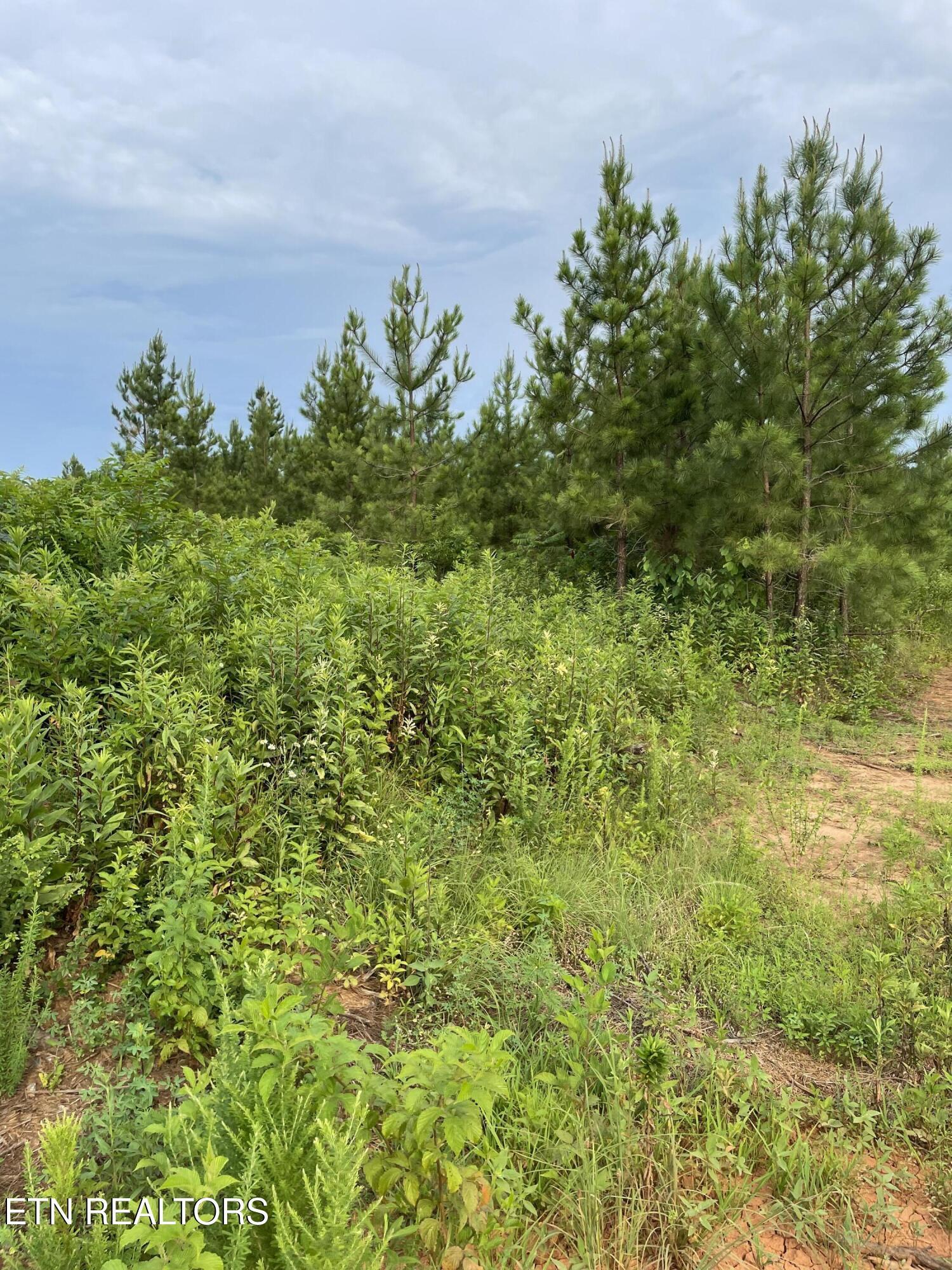 Lot 51 Three Point Rd, Vonore, TN - Fort Loudoun and Tellico Lake Real Estate - Image# 16