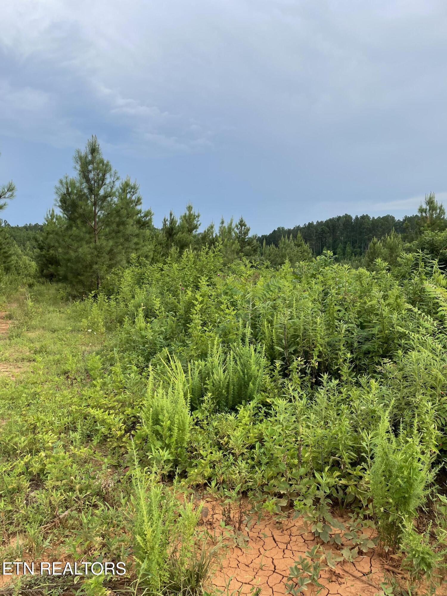 Lot 51 Three Point Rd, Vonore, TN - Fort Loudoun and Tellico Lake Real Estate - Image# 15