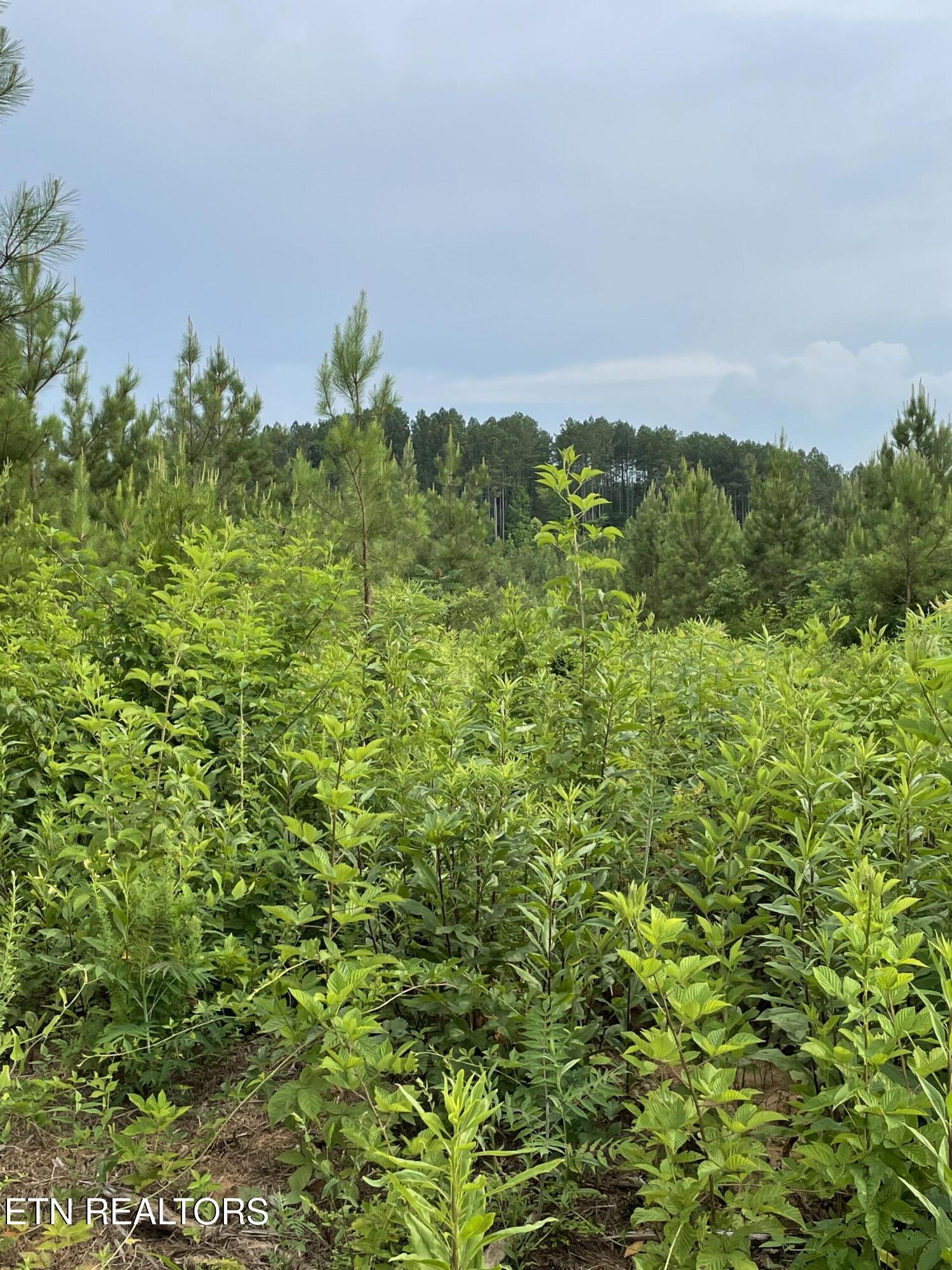 Lot 51 Three Point Rd, Vonore, TN - Fort Loudoun and Tellico Lake Real Estate - Image# 14