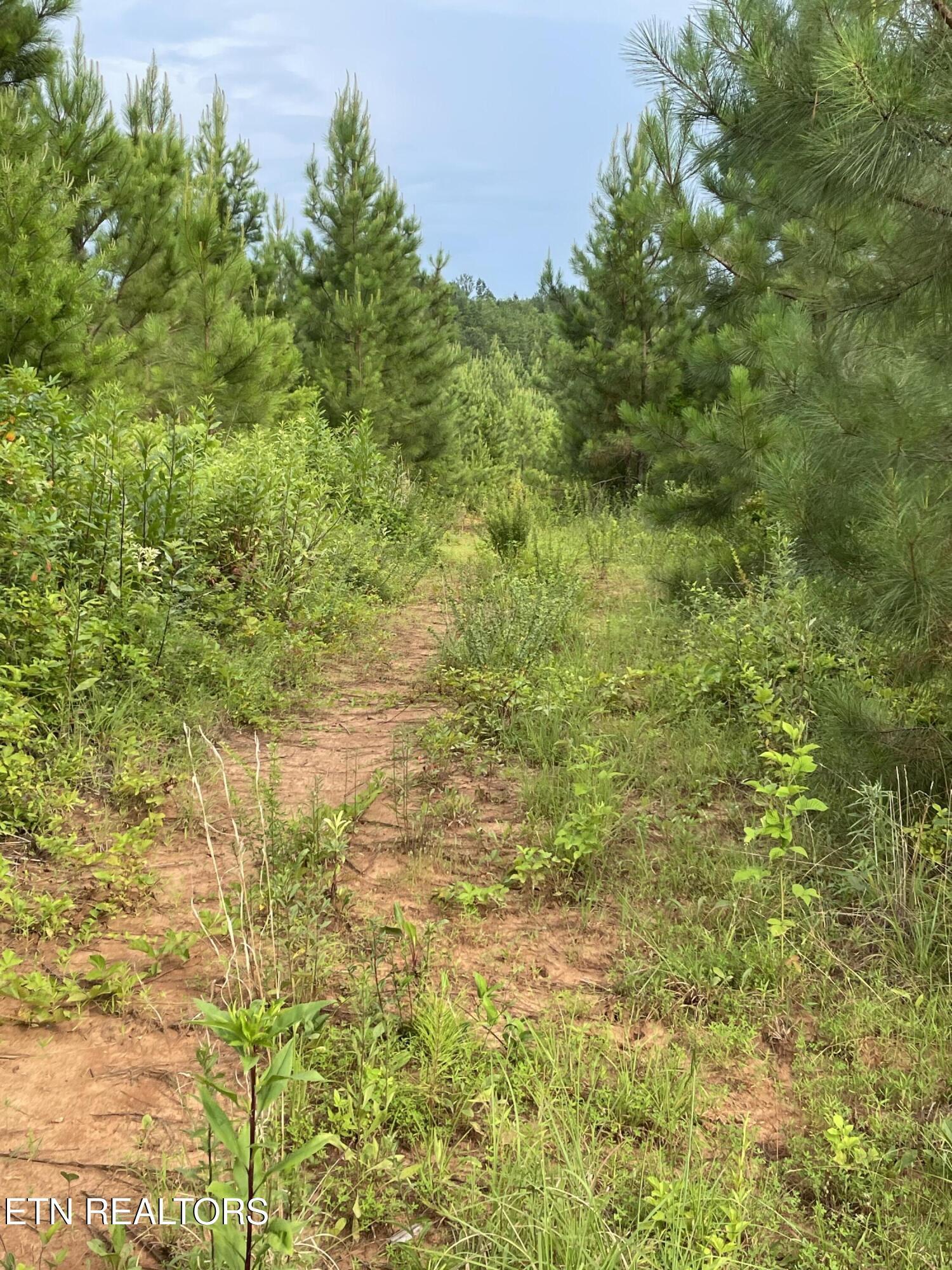 Lot 51 Three Point Rd, Vonore, TN - Fort Loudoun and Tellico Lake Real Estate - Image# 13