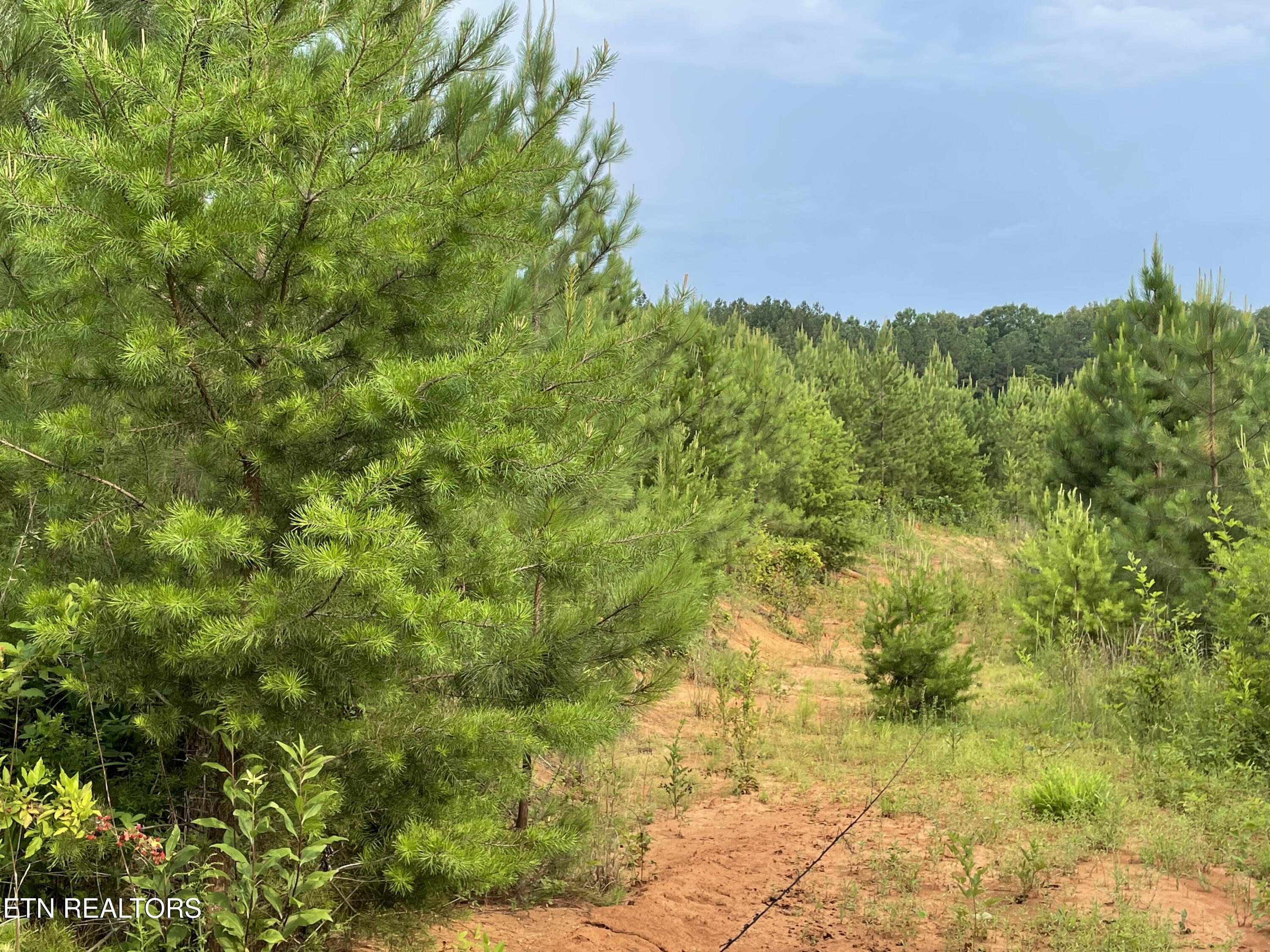 Lot 51 Three Point Rd, Vonore, TN - Fort Loudoun and Tellico Lake Real Estate - Image# 11