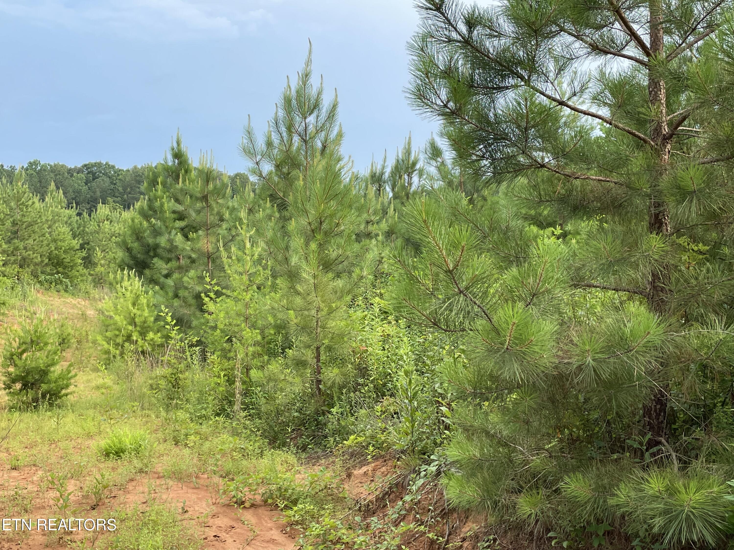 Lot 51 Three Point Rd, Vonore, TN - Fort Loudoun and Tellico Lake Real Estate - Image# 10