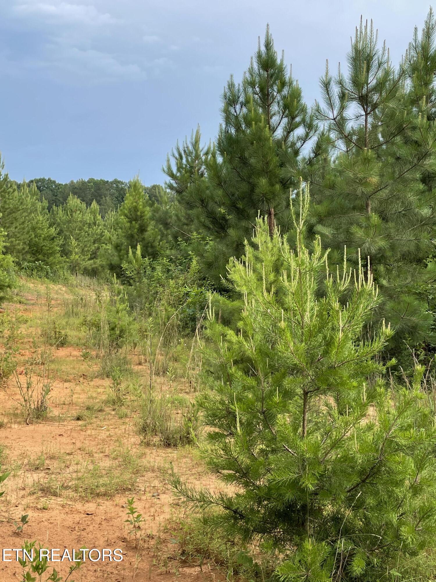 Lot 51 Three Point Rd, Vonore, TN - Fort Loudoun and Tellico Lake Real Estate - Image# 9