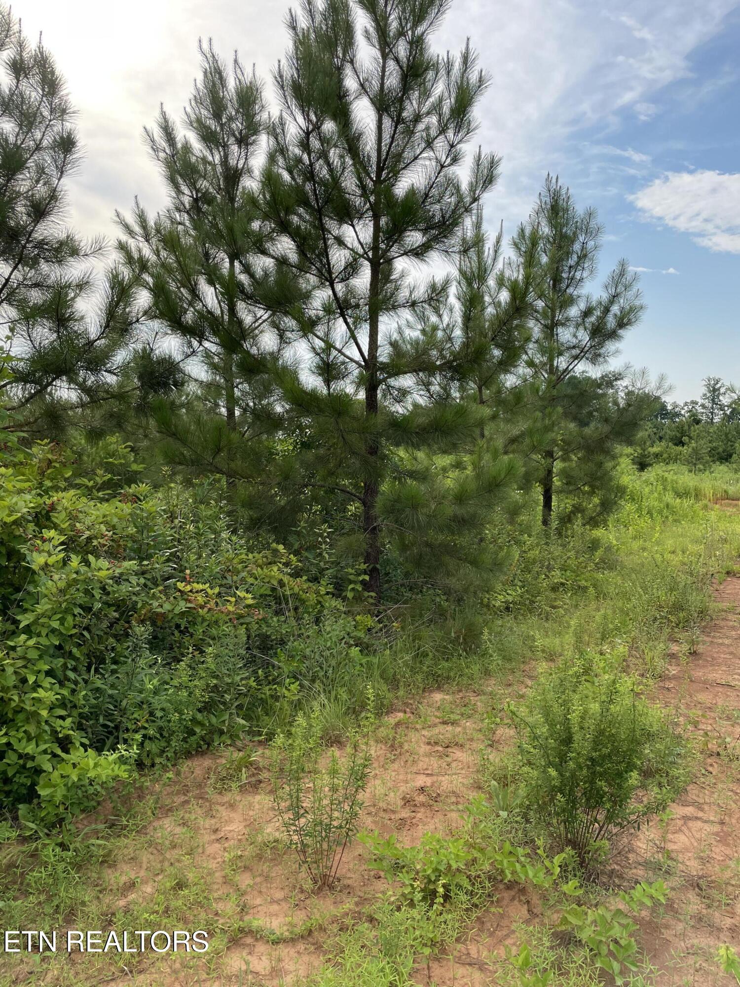 Lot 51 Three Point Rd, Vonore, TN - Fort Loudoun and Tellico Lake Real Estate - Image# 7