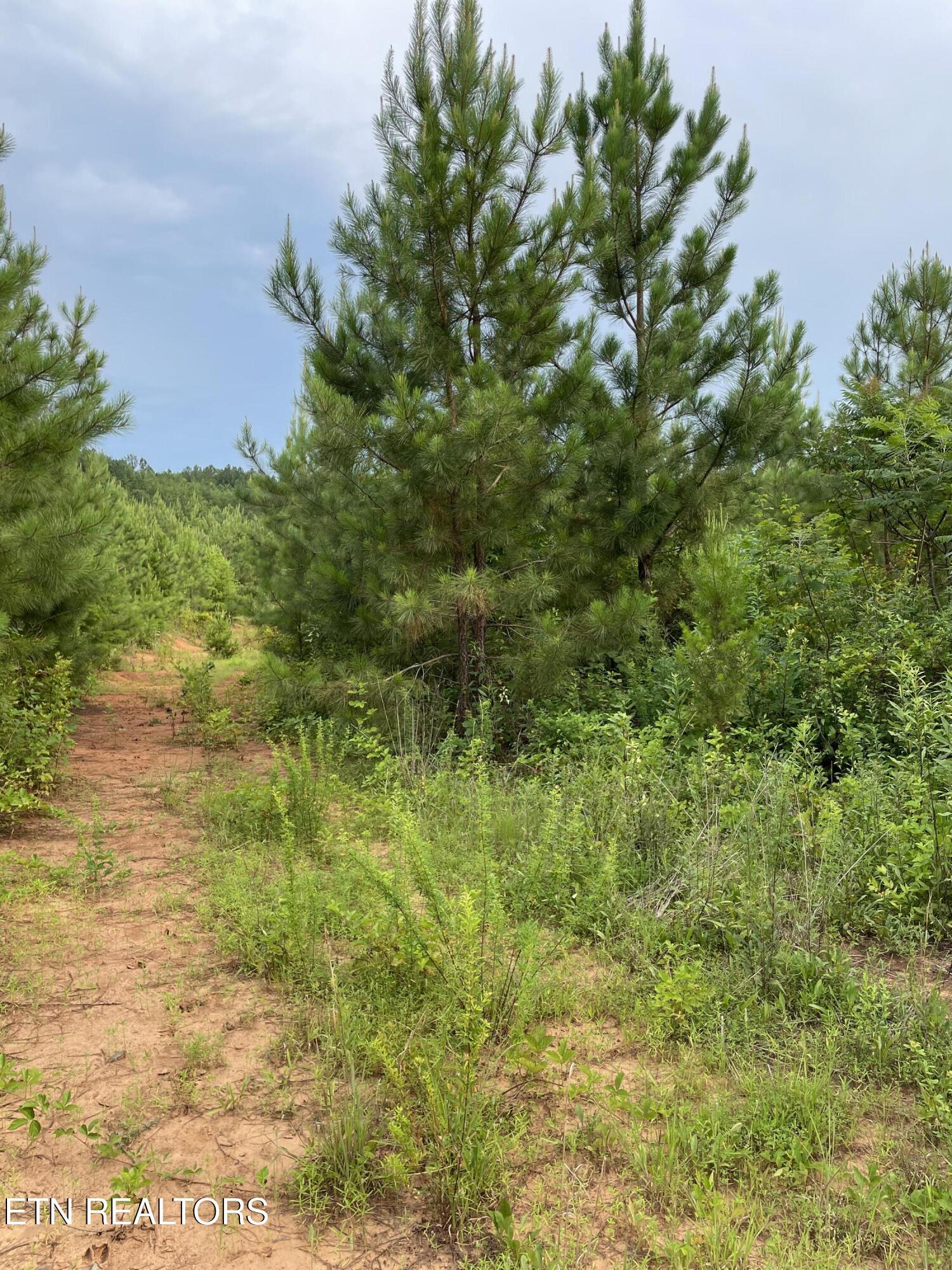 Lot 51 Three Point Rd, Vonore, TN - Fort Loudoun and Tellico Lake Real Estate - Image# 6