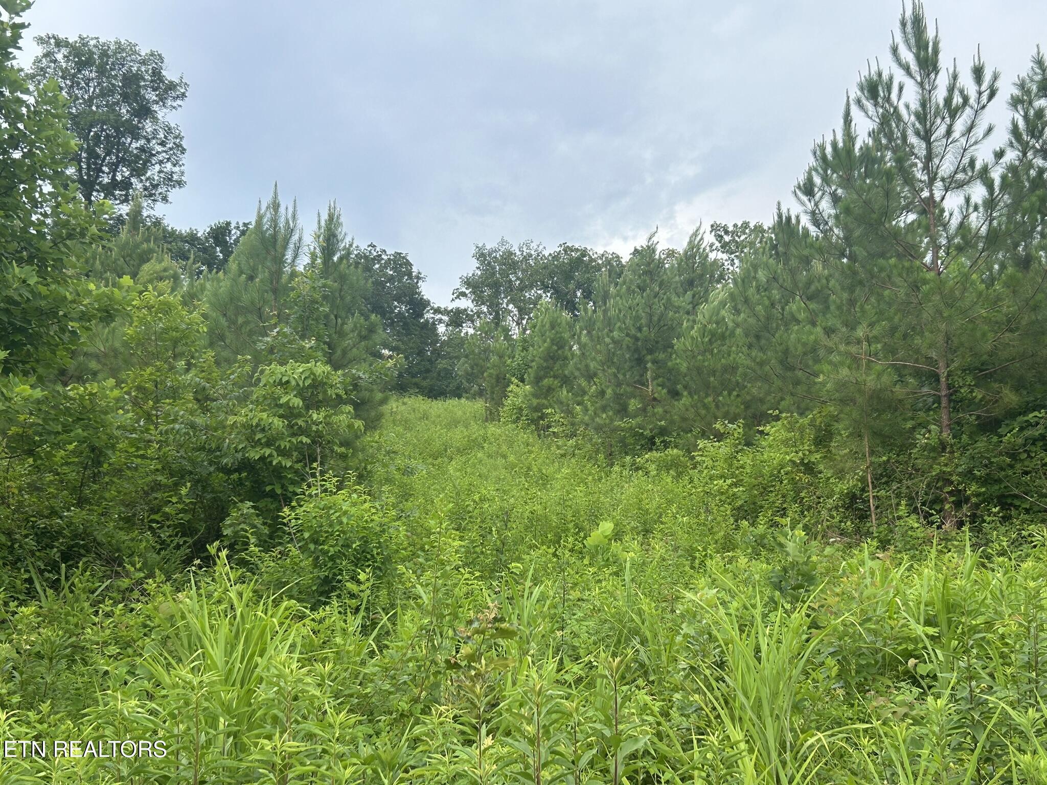 Lot 6 Three Point Rd, Vonore, TN - Fort Loudoun and Tellico Lake Real Estate - Image# 8