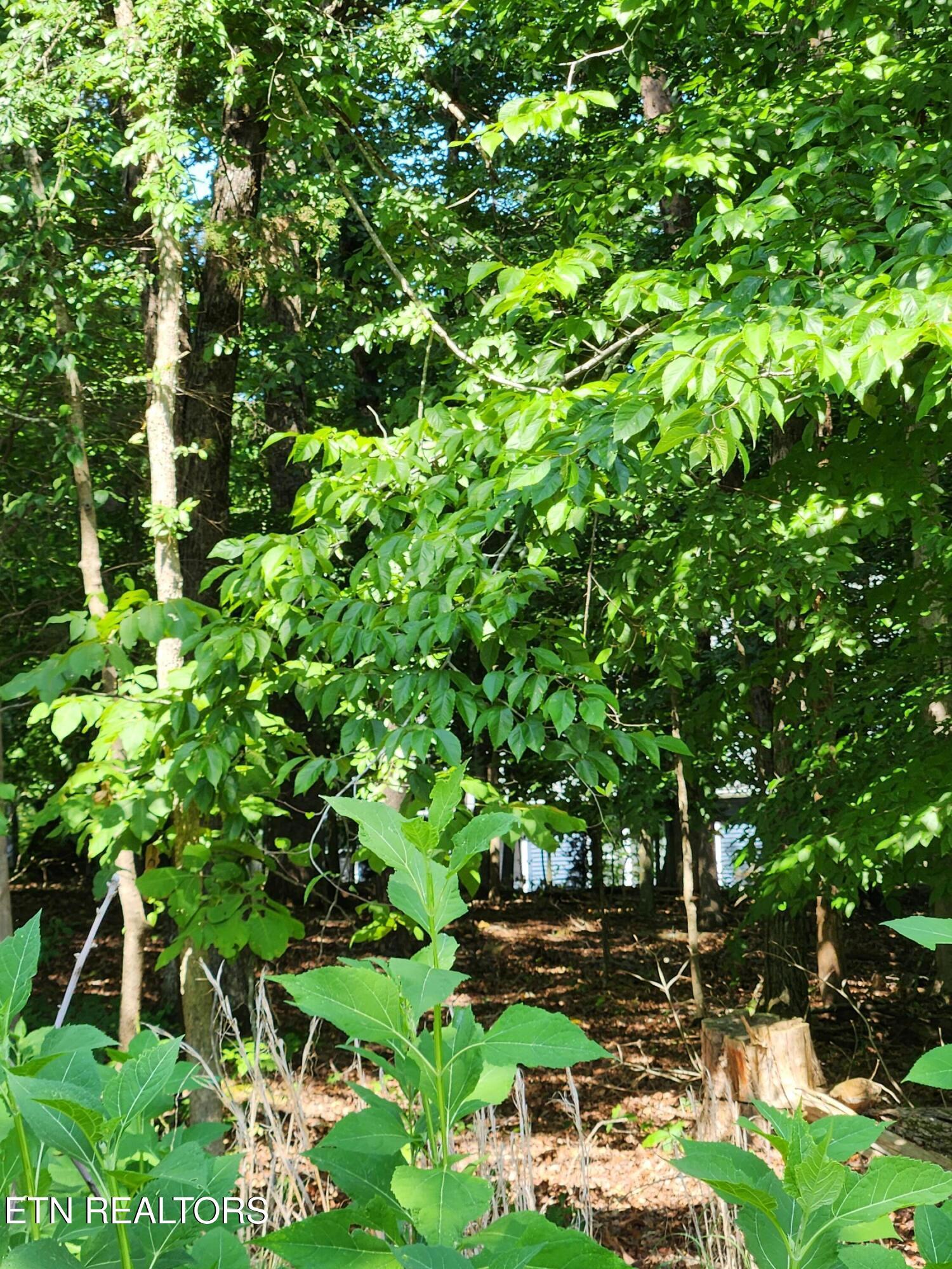 Fort Loudoun and Tellico Lake Real Estate - Image# 3