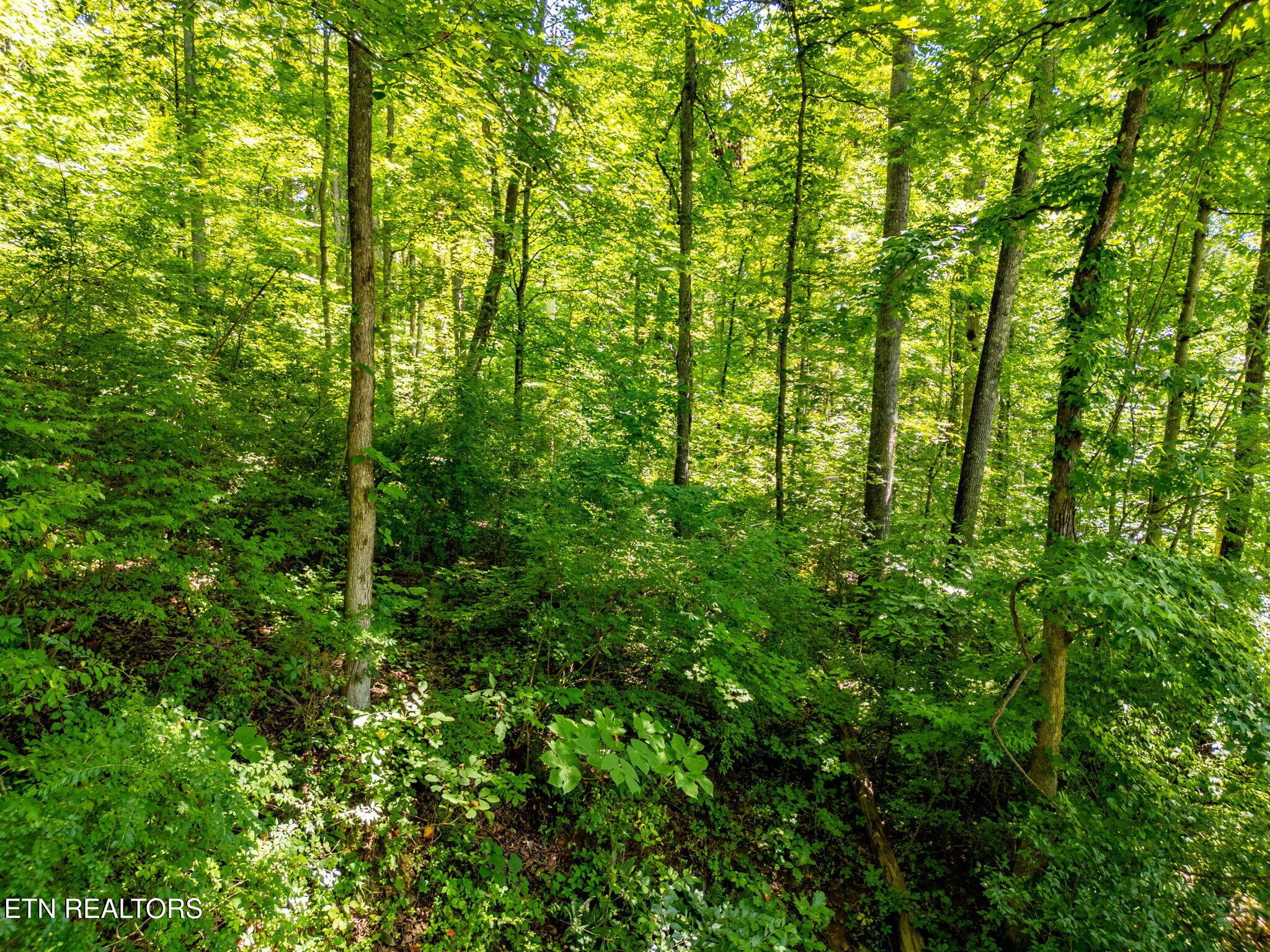 11452 Couch Mill Rd, Knoxville, TN - Fort Loudoun and Tellico Lake Real Estate - Image# 31