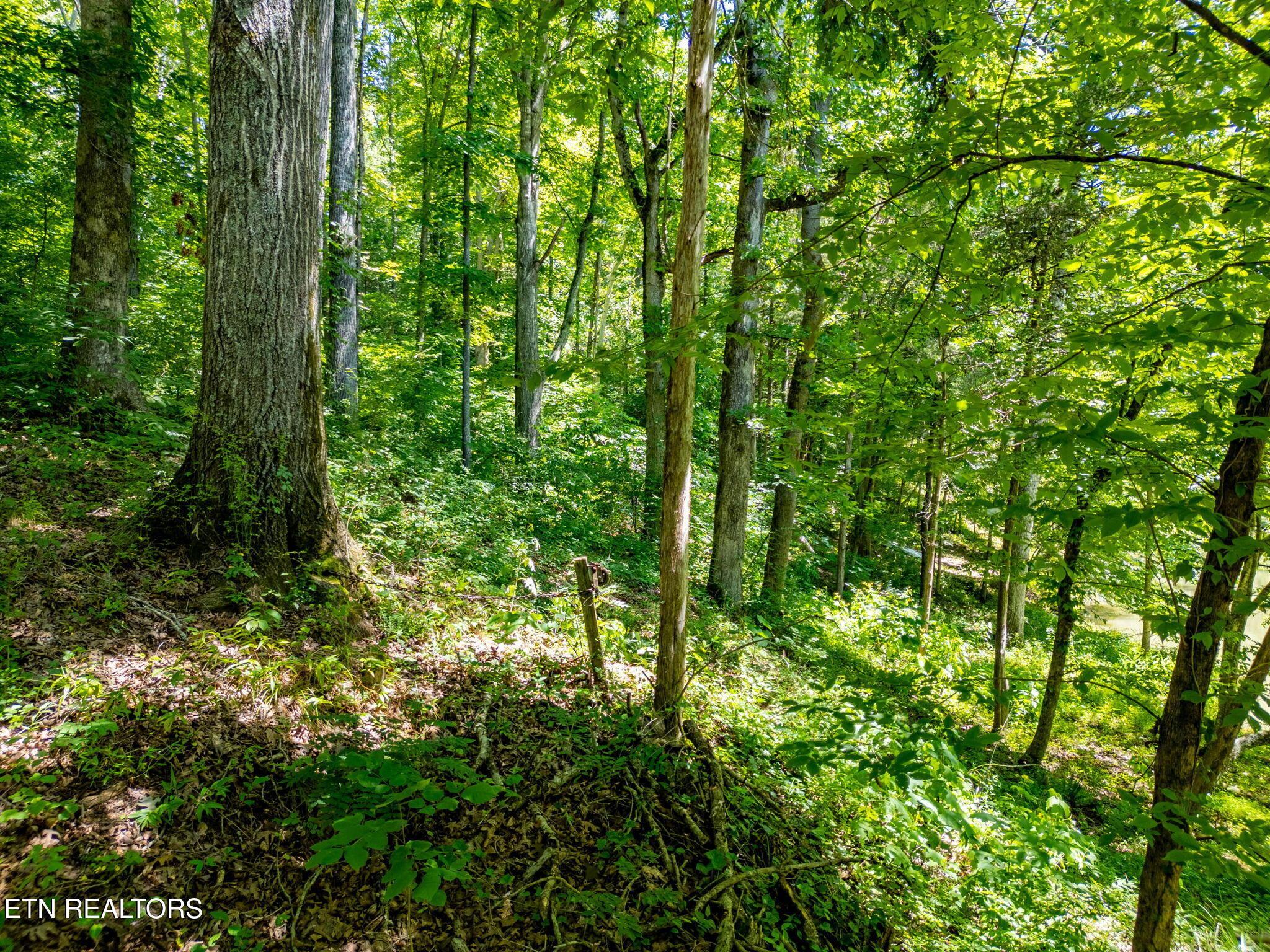 11452 Couch Mill Rd, Knoxville, TN - Fort Loudoun and Tellico Lake Real Estate - Image# 37
