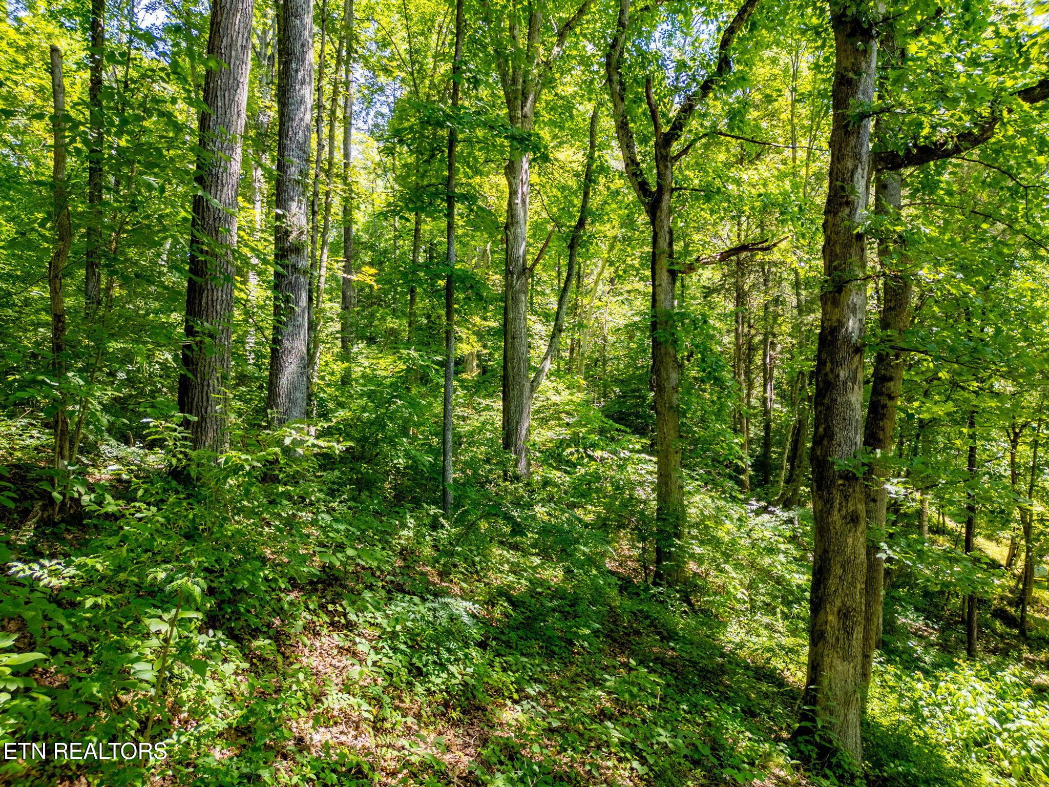 11452 Couch Mill Rd, Knoxville, TN - Fort Loudoun and Tellico Lake Real Estate - Image# 38