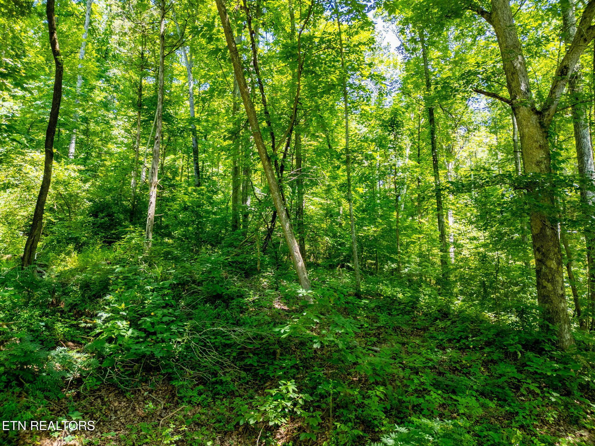 11452 Couch Mill Rd, Knoxville, TN - Fort Loudoun and Tellico Lake Real Estate - Image# 39