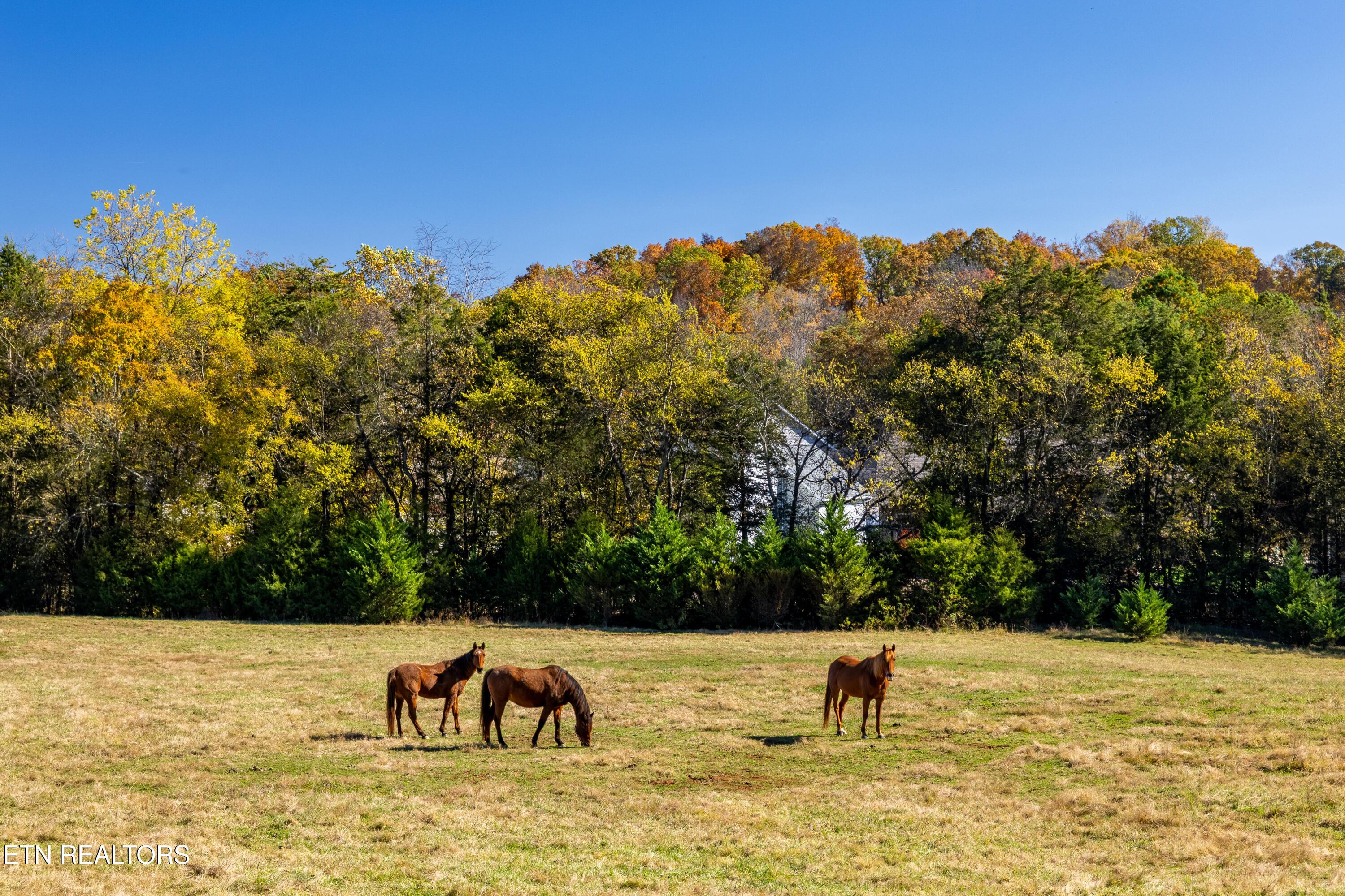 3070 W Fork Rd, Loudon, TN - Fort Loudoun and Tellico Lake Real Estate - Image# 30