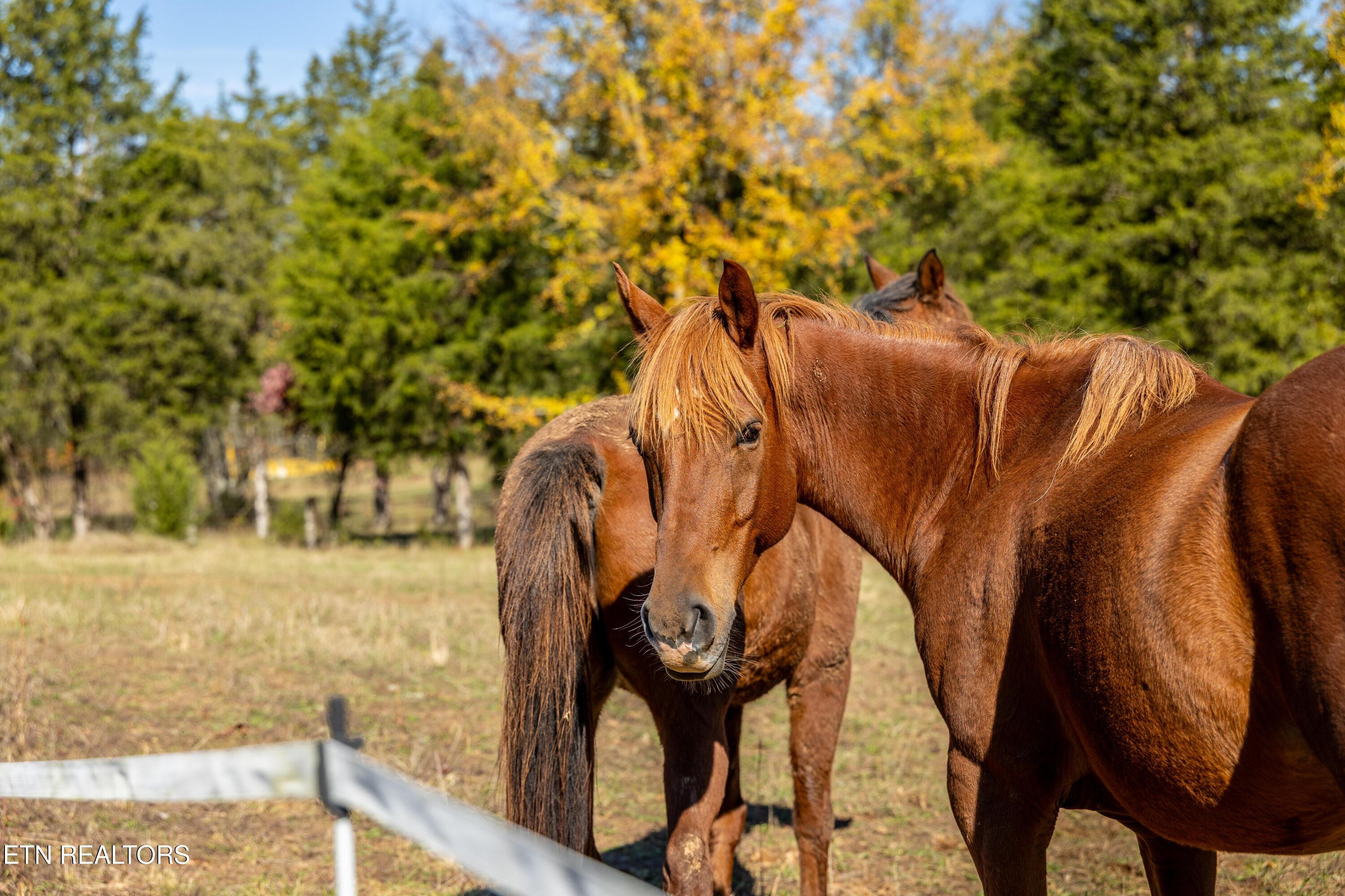 3070 W Fork Rd, Loudon, TN - Fort Loudoun and Tellico Lake Real Estate - Image# 5