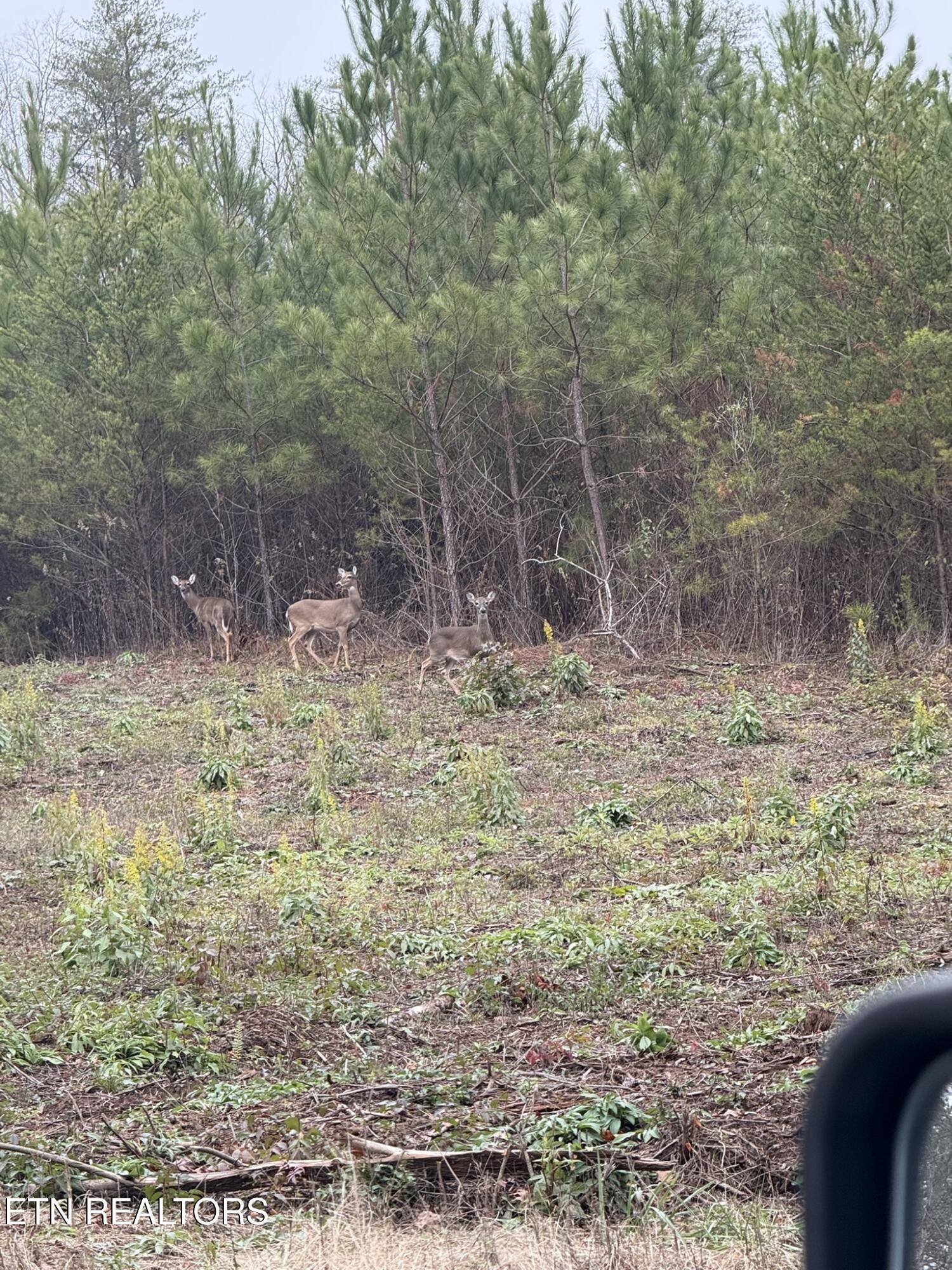 Fort Loudoun and Tellico Lake Real Estate - Image# 30