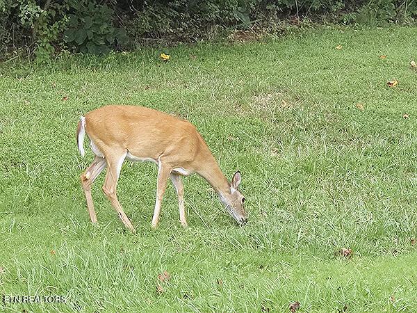 148 White Hawk Drive, Vonore, TN - Fort Loudoun and Tellico Lake Real Estate - Image# 8