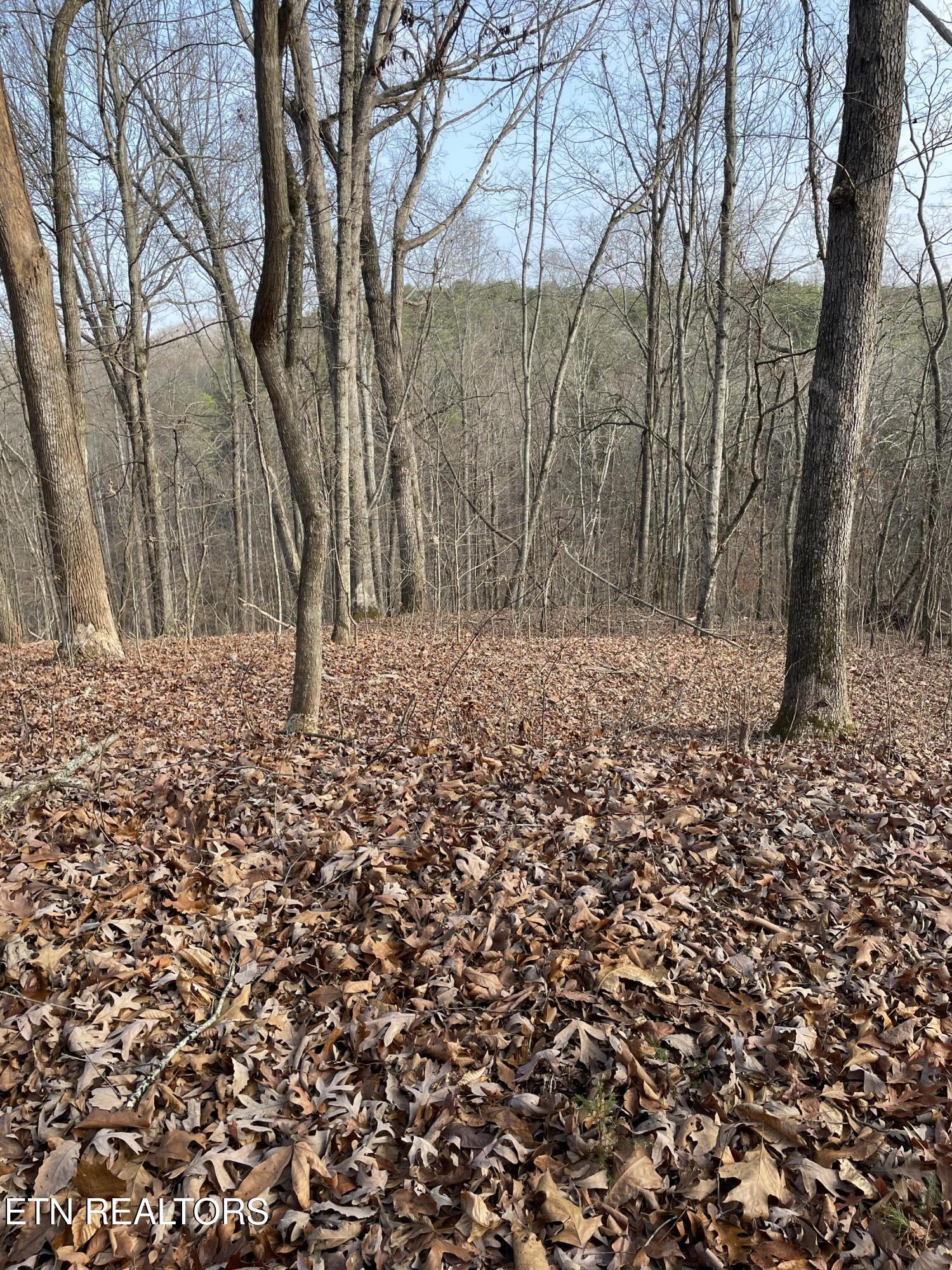 206 Old Citico (Lot 40) Rd, Vonore, TN - Fort Loudoun and Tellico Lake Real Estate - Image# 39