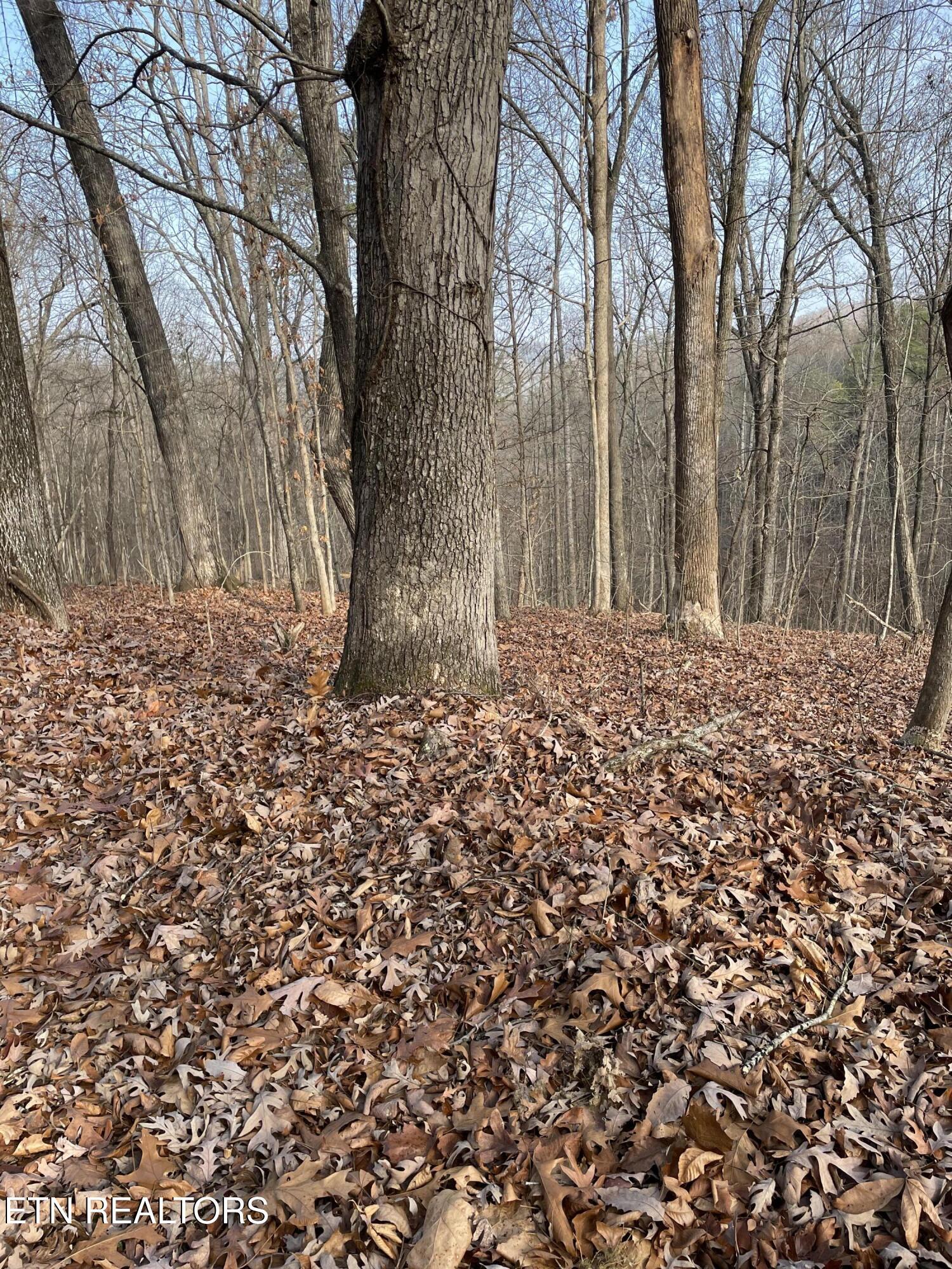 206 Old Citico (Lot 40) Rd, Vonore, TN - Fort Loudoun and Tellico Lake Real Estate - Image# 37