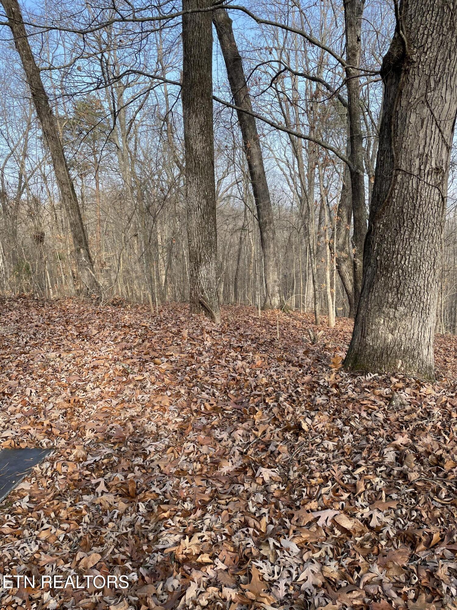 206 Old Citico (Lot 40) Rd, Vonore, TN - Fort Loudoun and Tellico Lake Real Estate - Image# 36