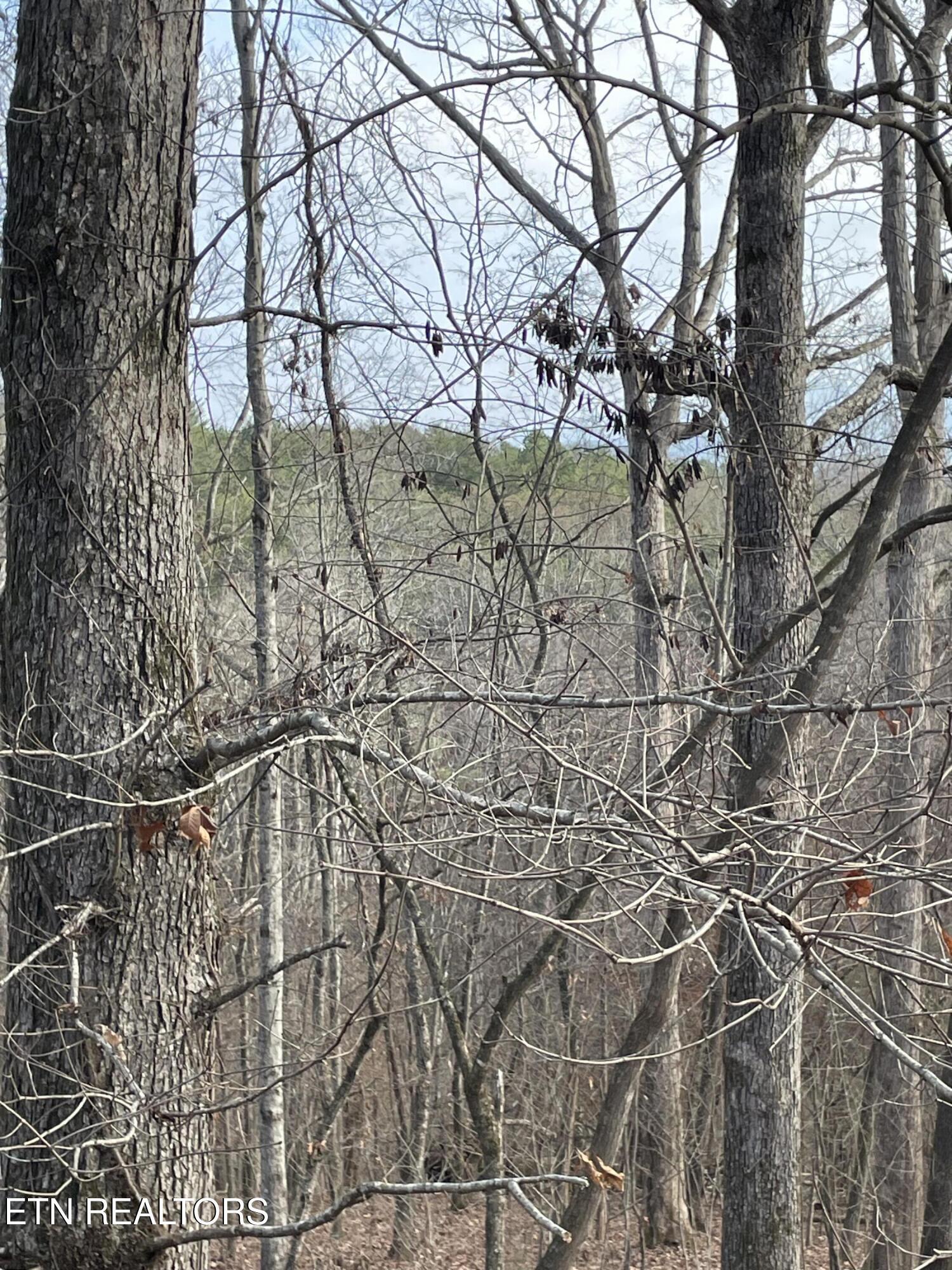 206 Old Citico (Lot 40) Rd, Vonore, TN - Fort Loudoun and Tellico Lake Real Estate - Image# 34