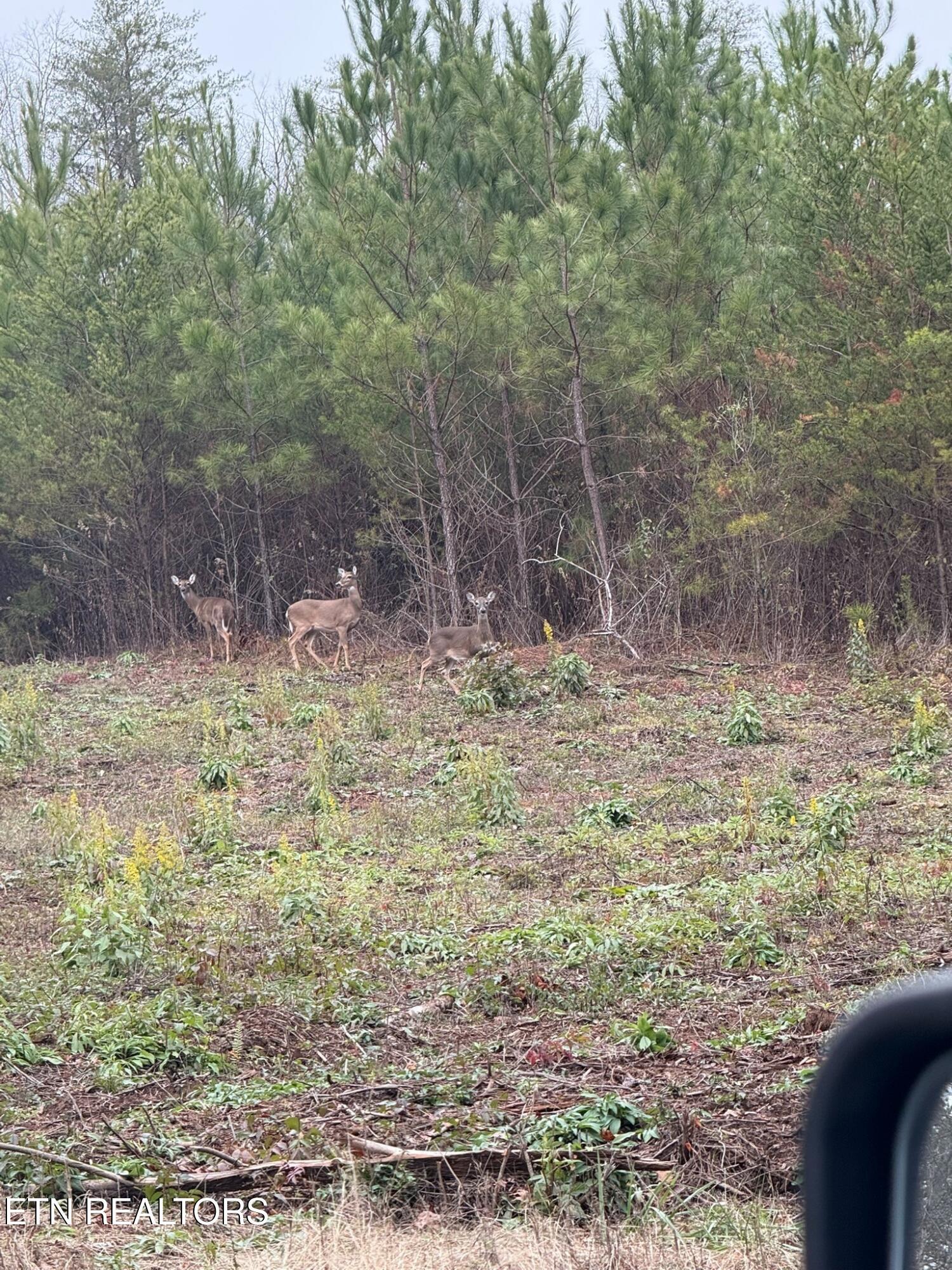 Saddleback Dr, Vonore, TN - Fort Loudoun and Tellico Lake Real Estate - Image# 9