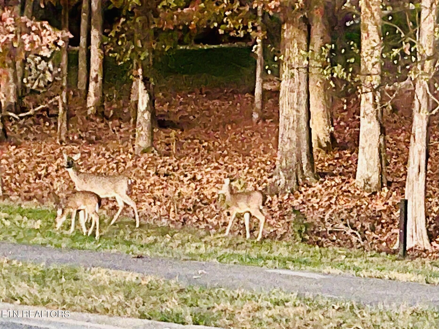 Fort Loudoun and Tellico Lake Real Estate - Image# 1