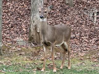 254 Hawks Bend, Loudon, TN - Fort Loudoun and Tellico Lake Real Estate - Image# 10
