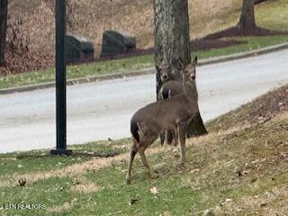 254 Hawks Bend, Loudon, TN - Fort Loudoun and Tellico Lake Real Estate - Image# 11