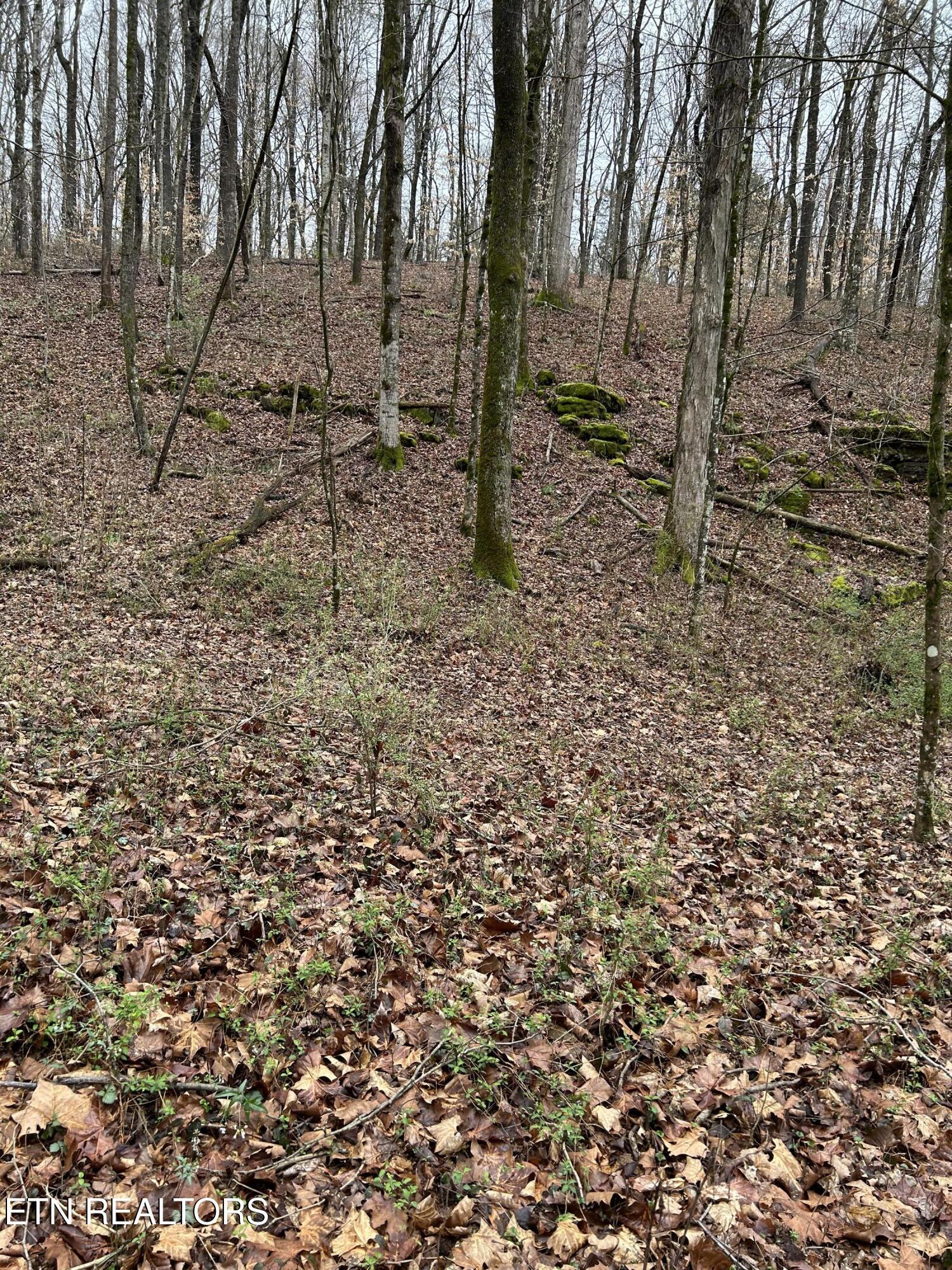 Fort Loudoun and Tellico Lake Real Estate - Image# 9