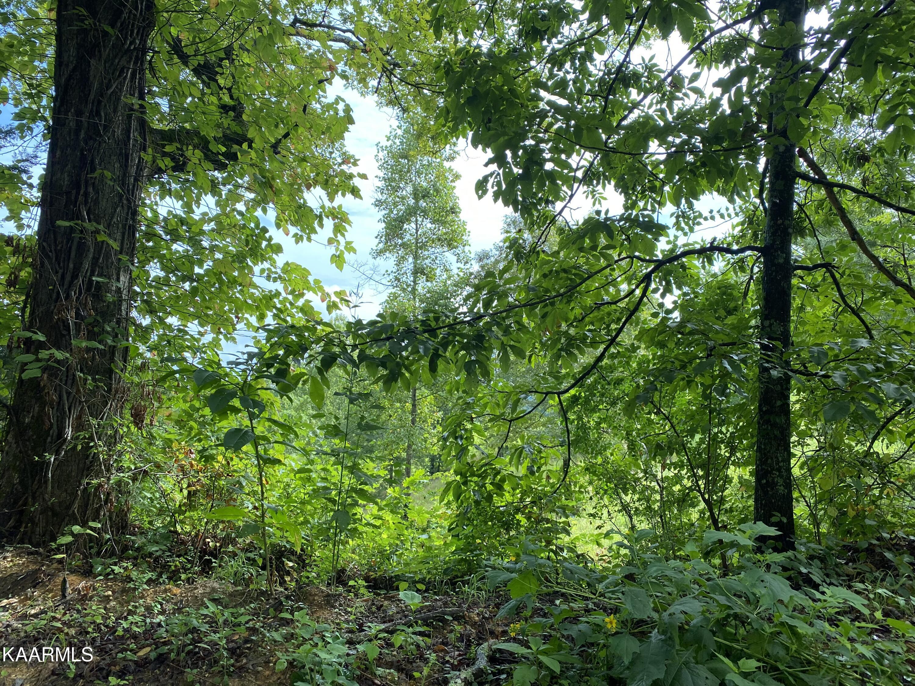 Fort Loudoun and Tellico Lake Real Estate - Image# 2