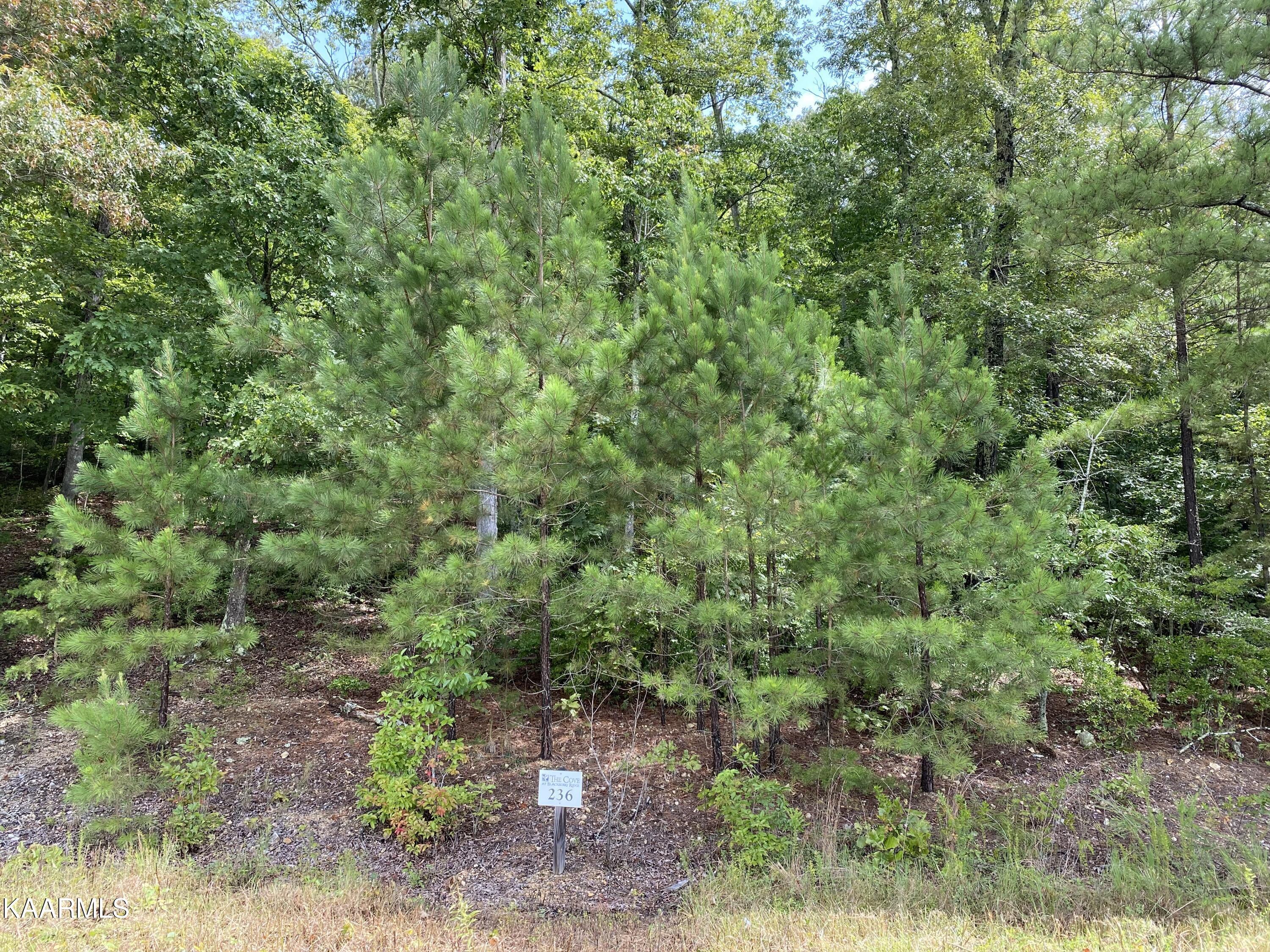 Fort Loudoun and Tellico Lake Real Estate - Image# 9