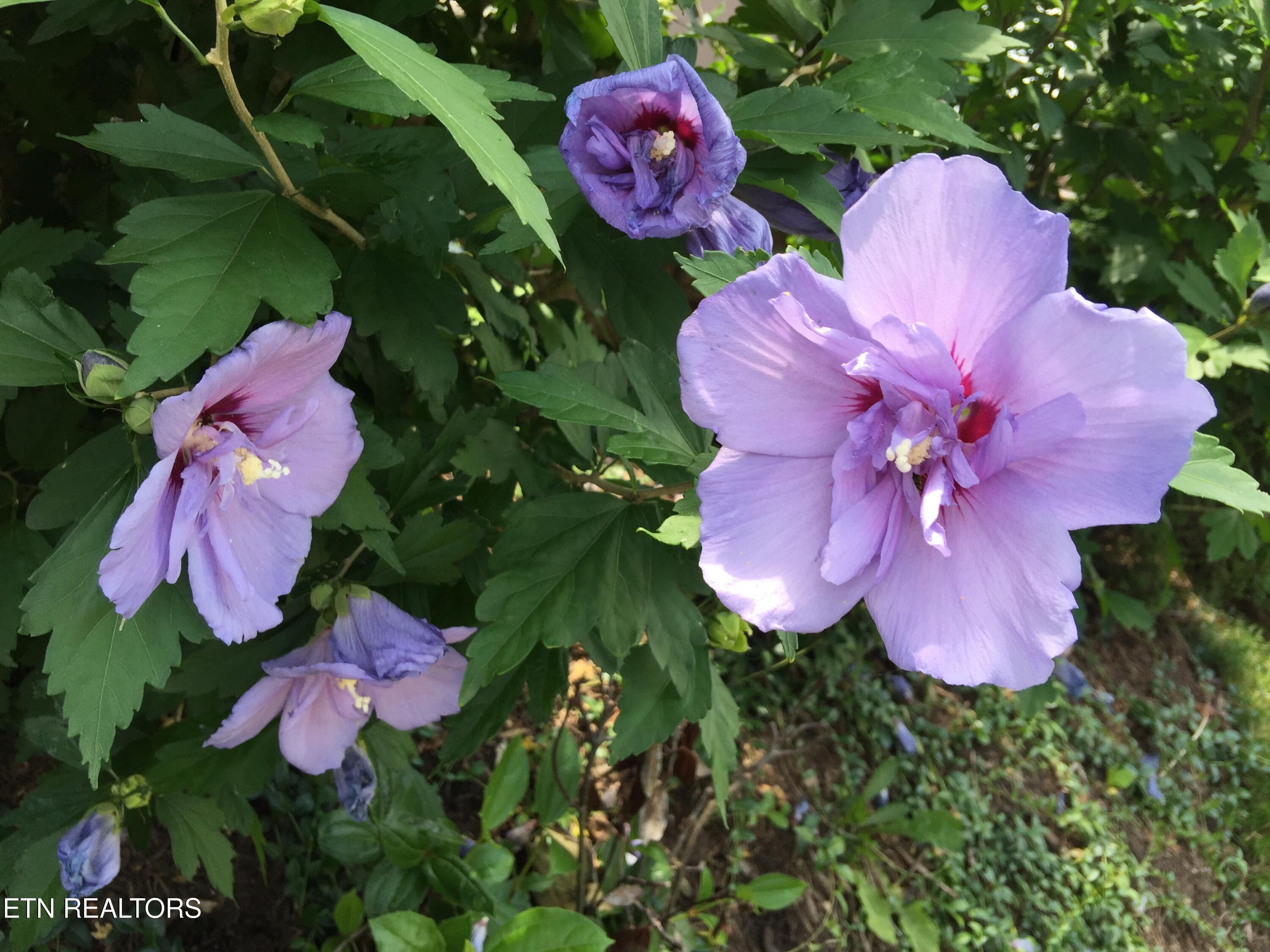 1318 Charlottesville Blvd, Knoxville, TN - Fort Loudoun and Tellico Lake Real Estate - Image# 48