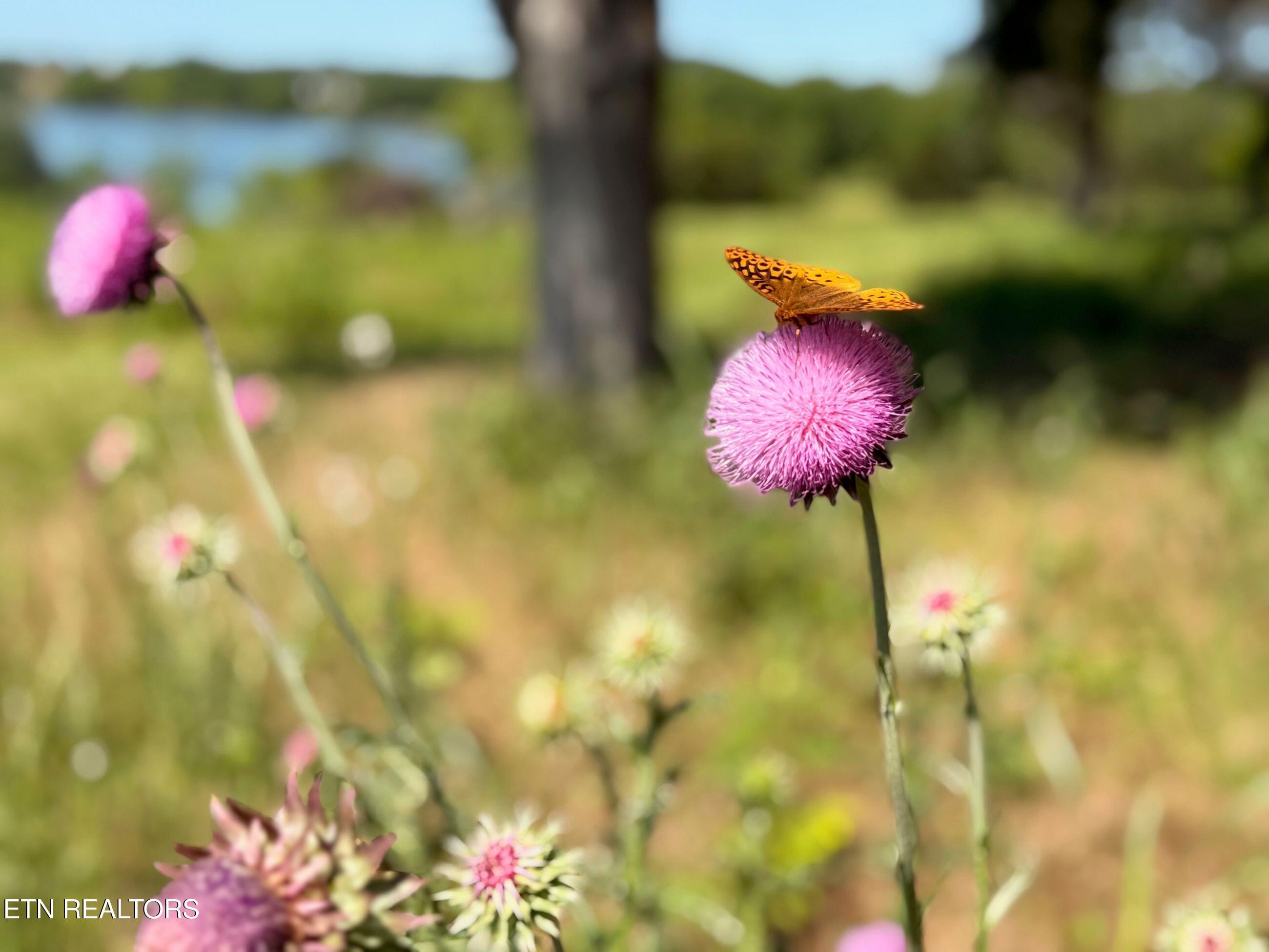 308 McReynolds Rd, Friendsville, TN - Fort Loudoun and Tellico Lake Real Estate - Image# 6