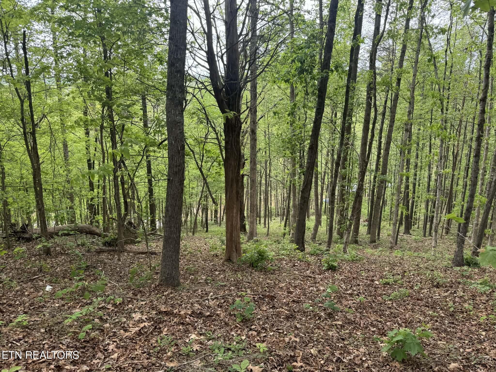 Fort Loudoun and Tellico Lake Real Estate - Image# 4