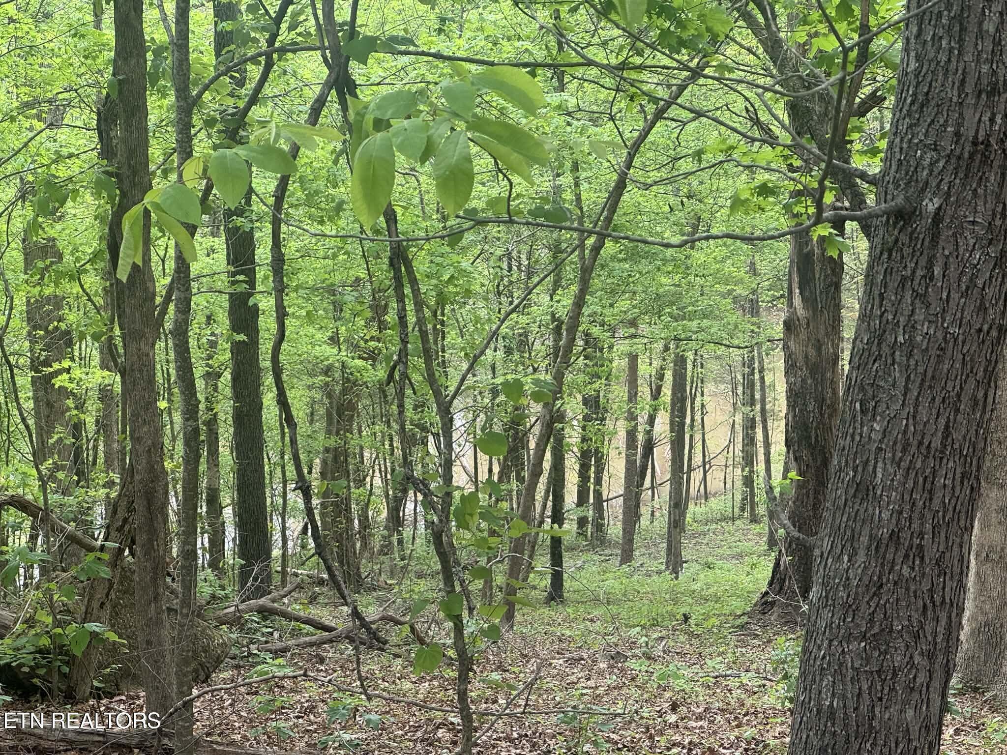 Fort Loudoun and Tellico Lake Real Estate - Image# 5