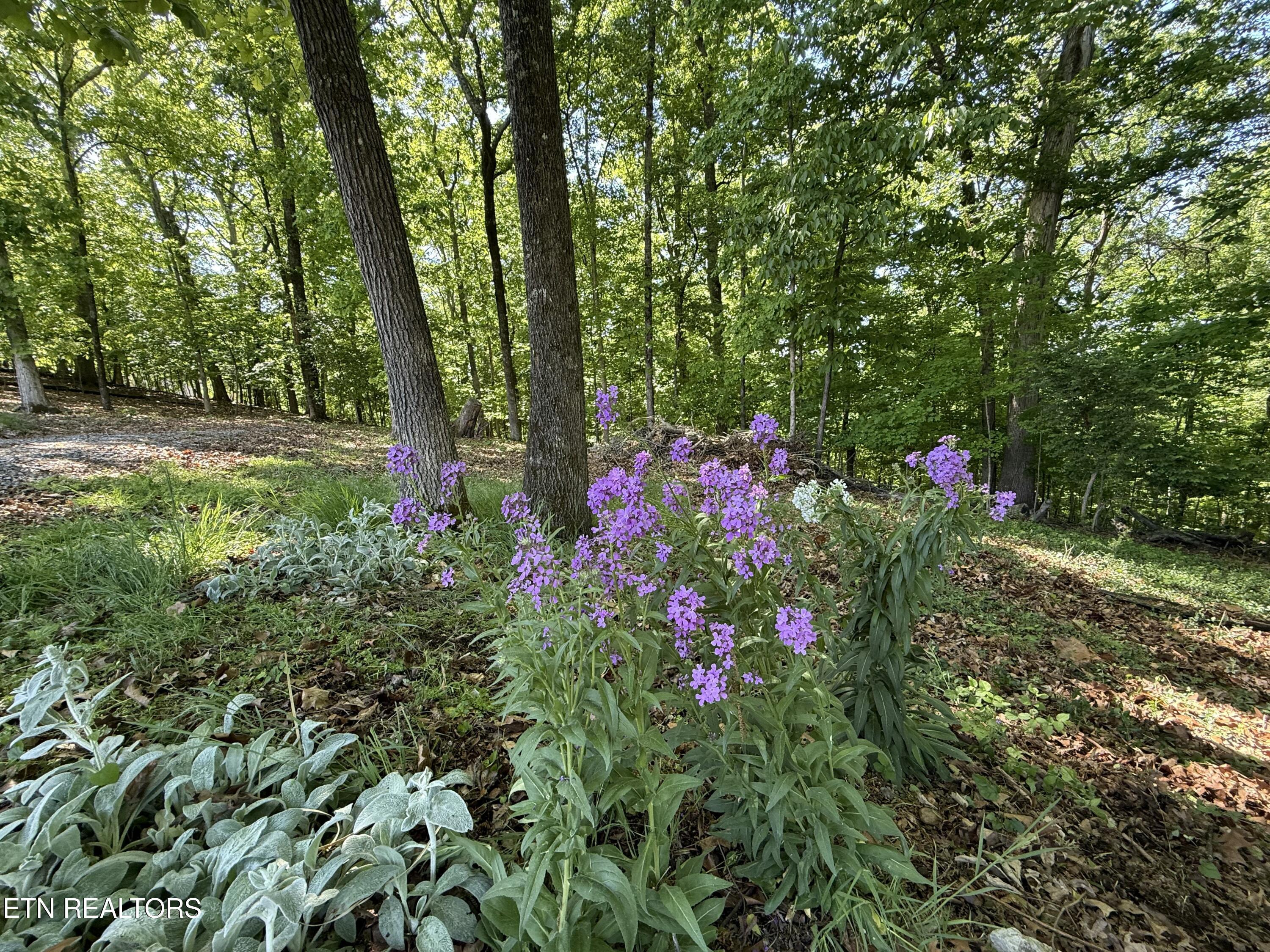 Gravelly Hills/Forrest Ridge, Louisville, TN - Fort Loudoun and Tellico Lake Real Estate - Image# 20