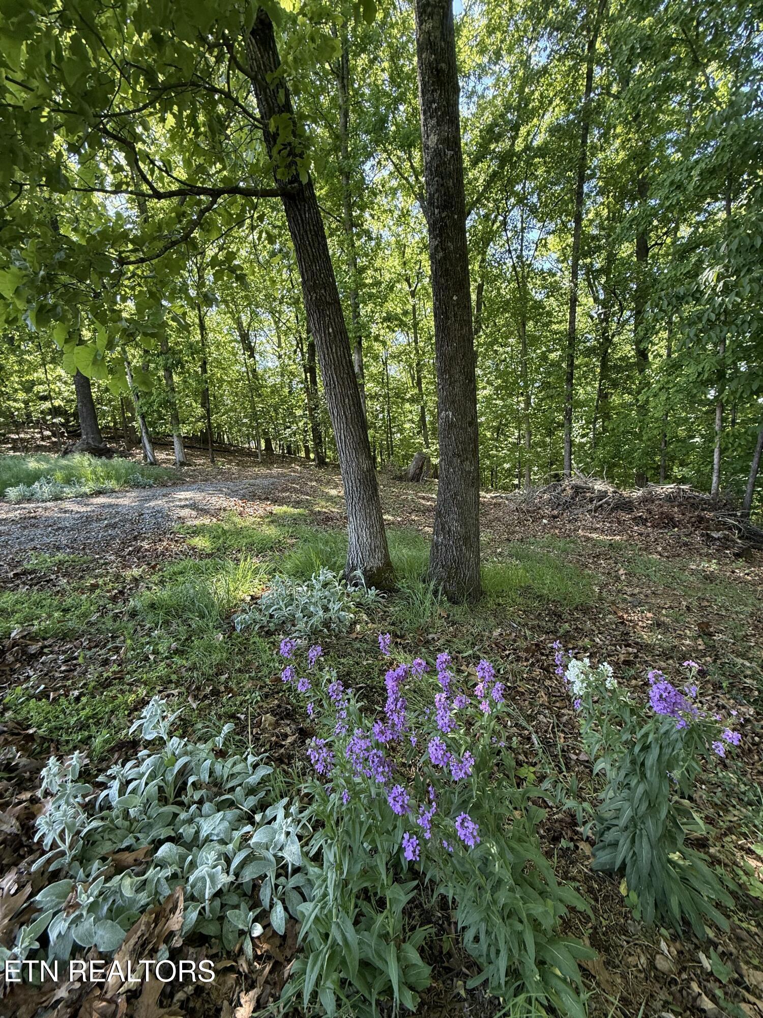 Gravelly Hills/Forrest Ridge, Louisville, TN - Fort Loudoun and Tellico Lake Real Estate - Image# 21
