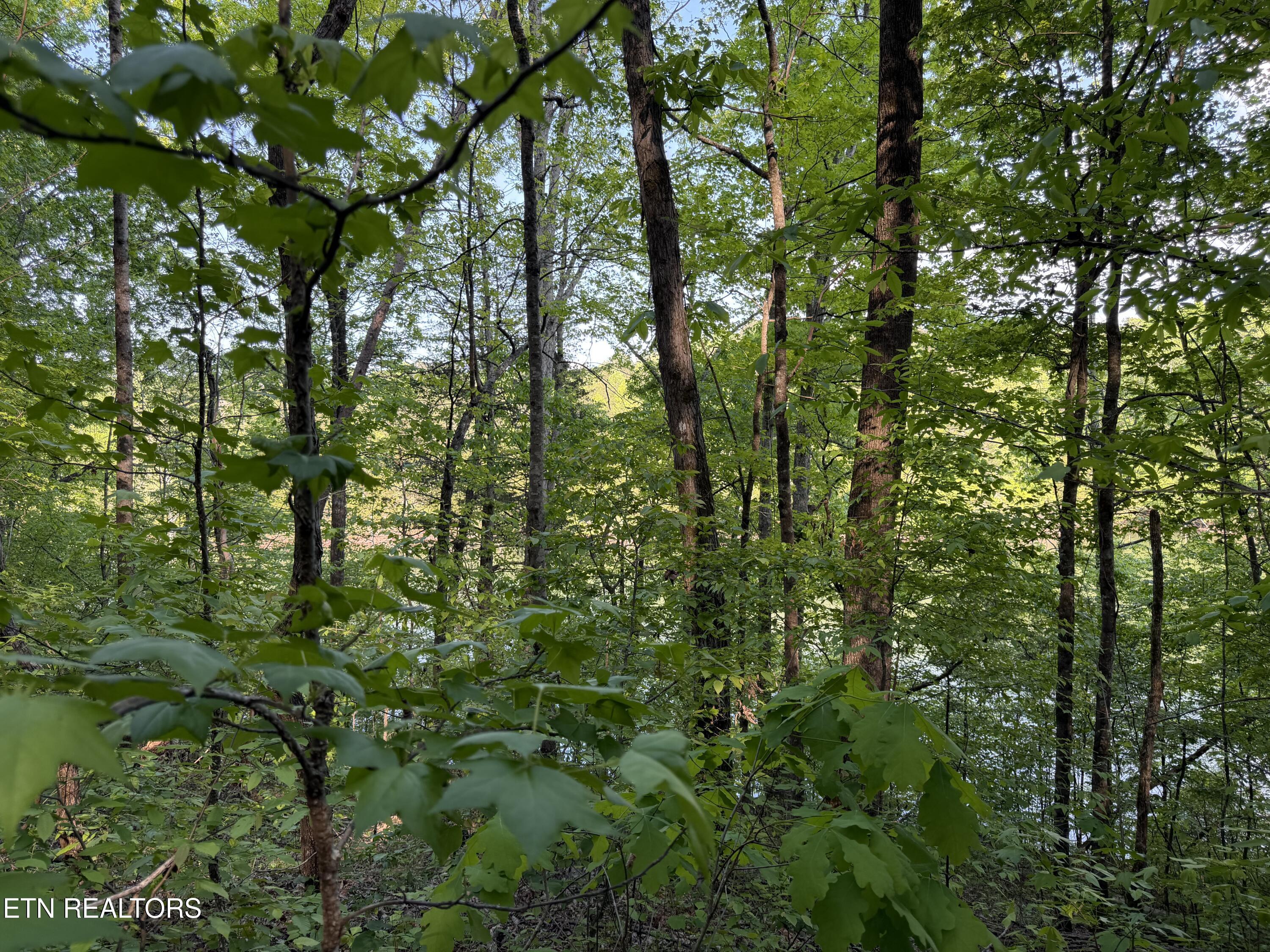 3 Three Point Rd, Vonore, TN - Fort Loudoun and Tellico Lake Real Estate - Image# 3