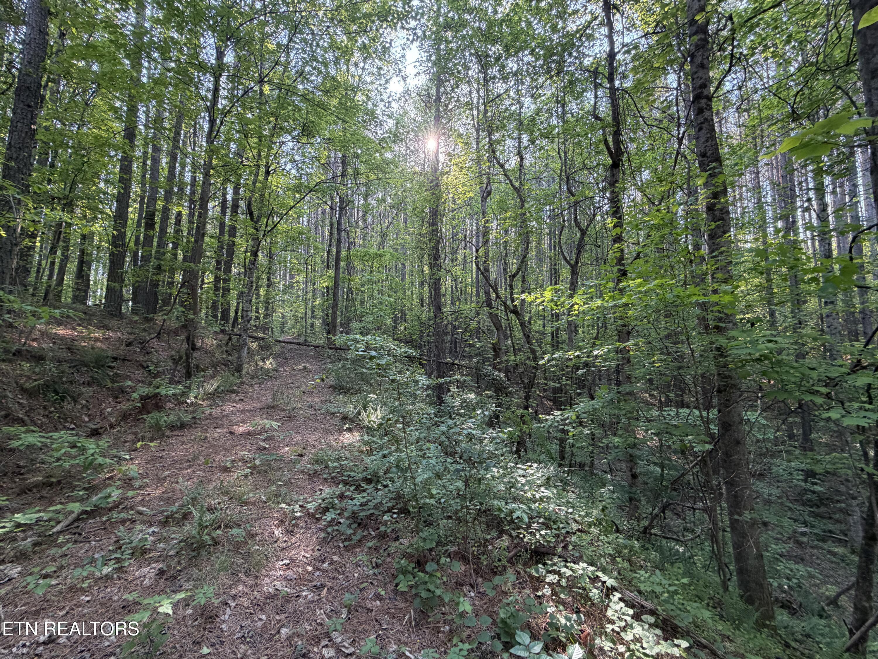 3 Three Point Rd, Vonore, TN - Fort Loudoun and Tellico Lake Real Estate - Image# 4