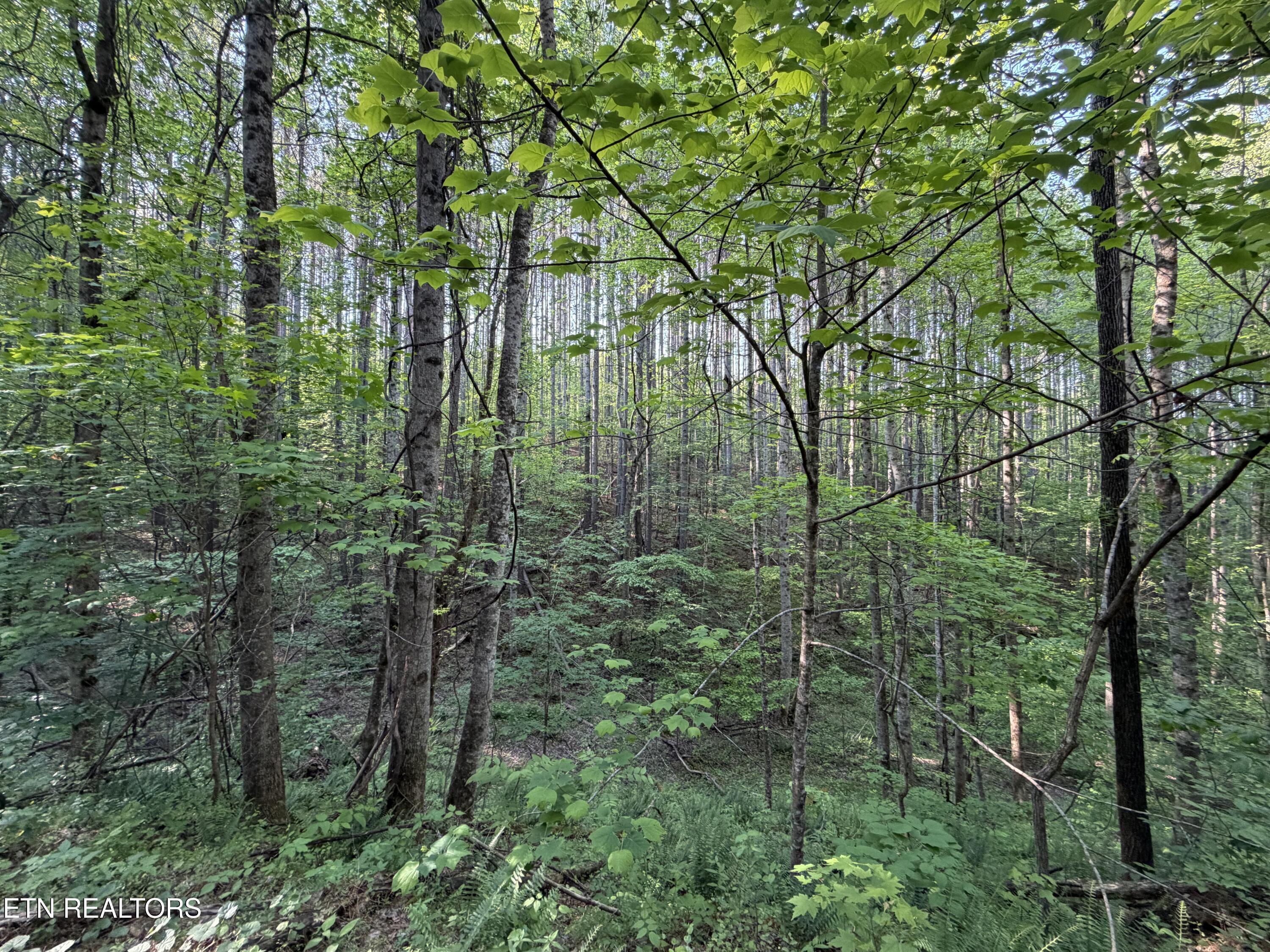 3 Three Point Rd, Vonore, TN - Fort Loudoun and Tellico Lake Real Estate - Image# 5